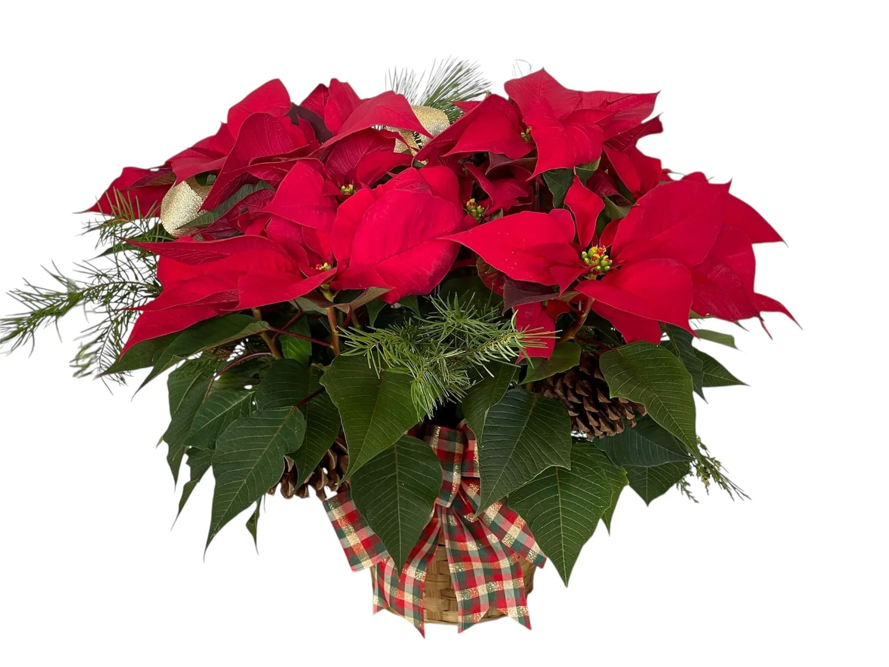 Red Poinsettia in a wicker basket with checkered bow