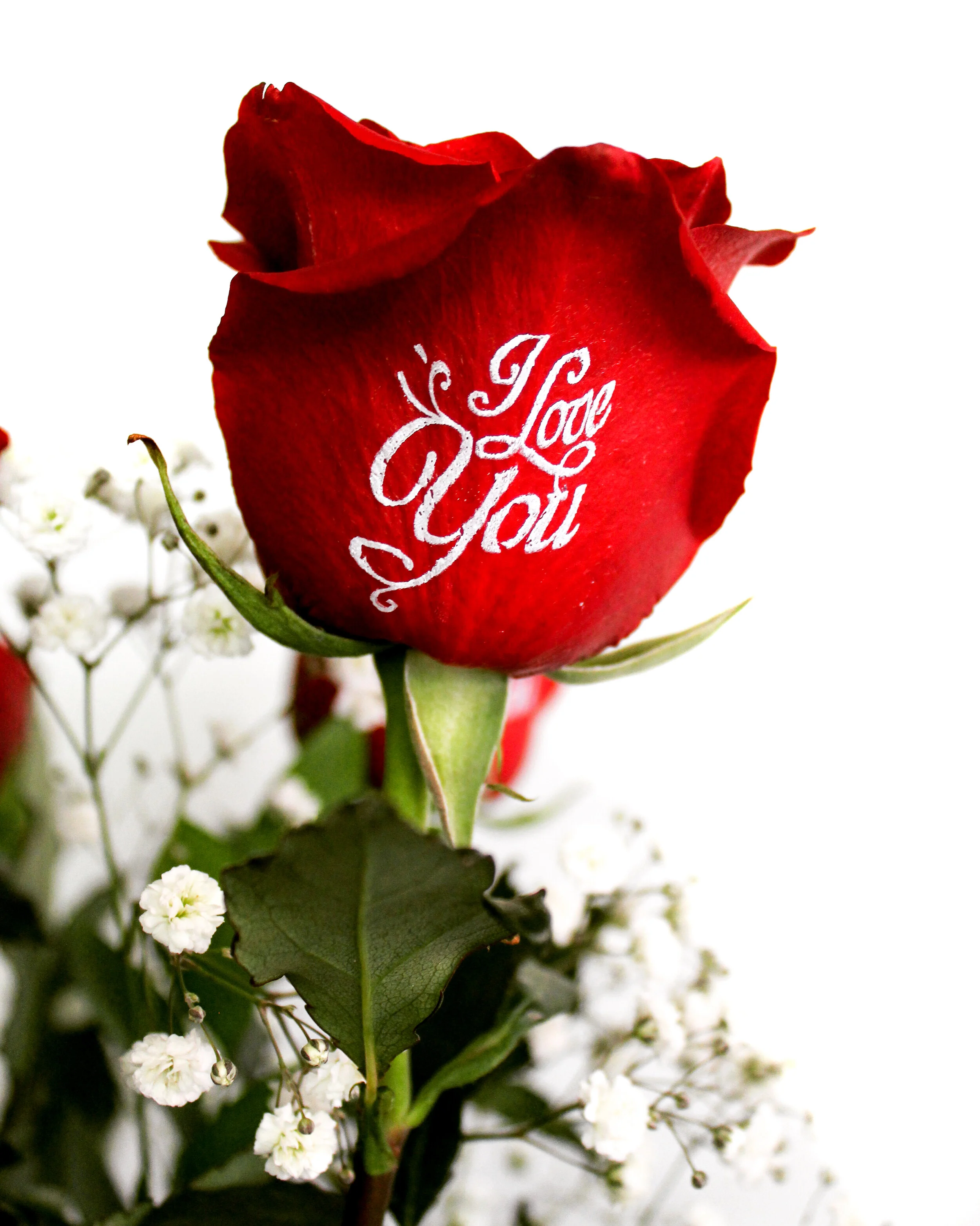 Red 'I Love You' Rose