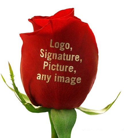 thumbnail_Any+text+red.jpg