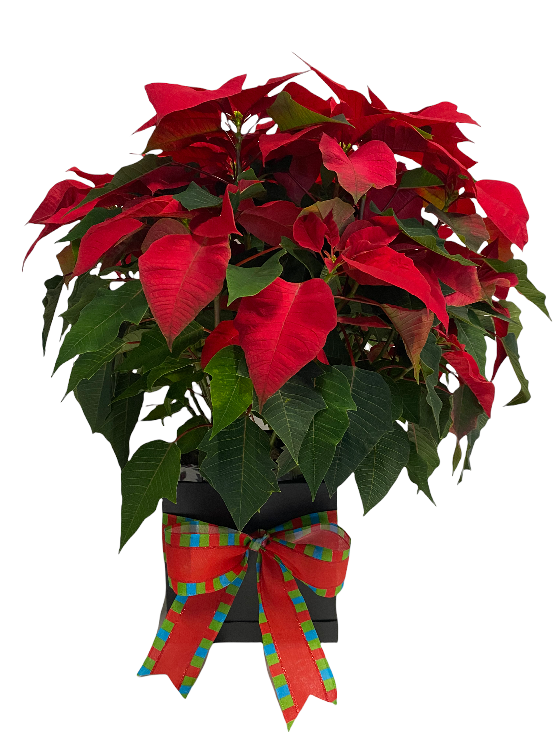 2021-12-01 194757-4829314.png