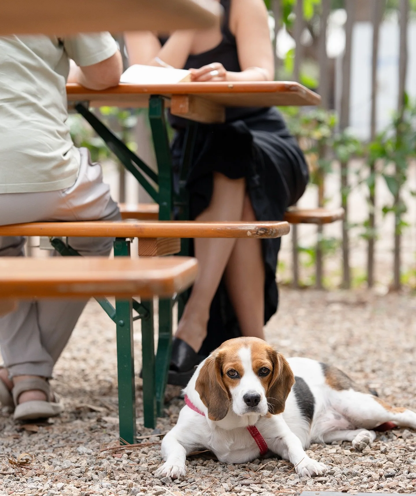 Dogs of Derril.. we just love seeing your friendly pooches, they are always welcome outside on a lead at Derril @derril_____ 
Open Monday 8am to 4pm
.
.
#derril #moorooduc #morningtonpeninsula #cafe #coffee