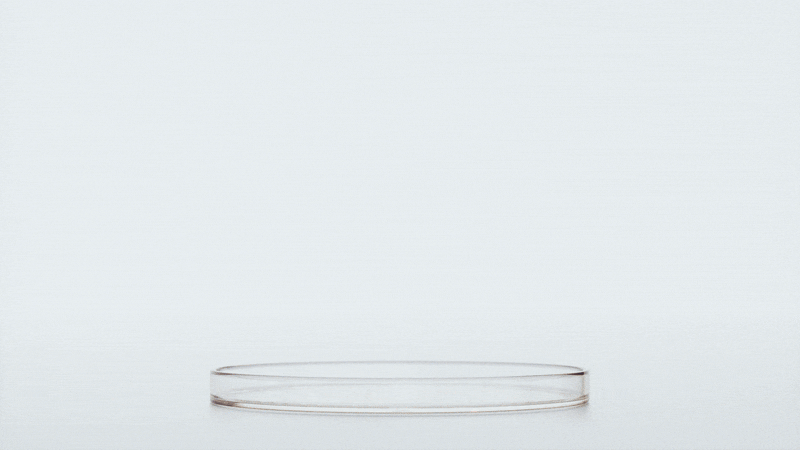 Pradamalia_Veinsetup_gif.gif