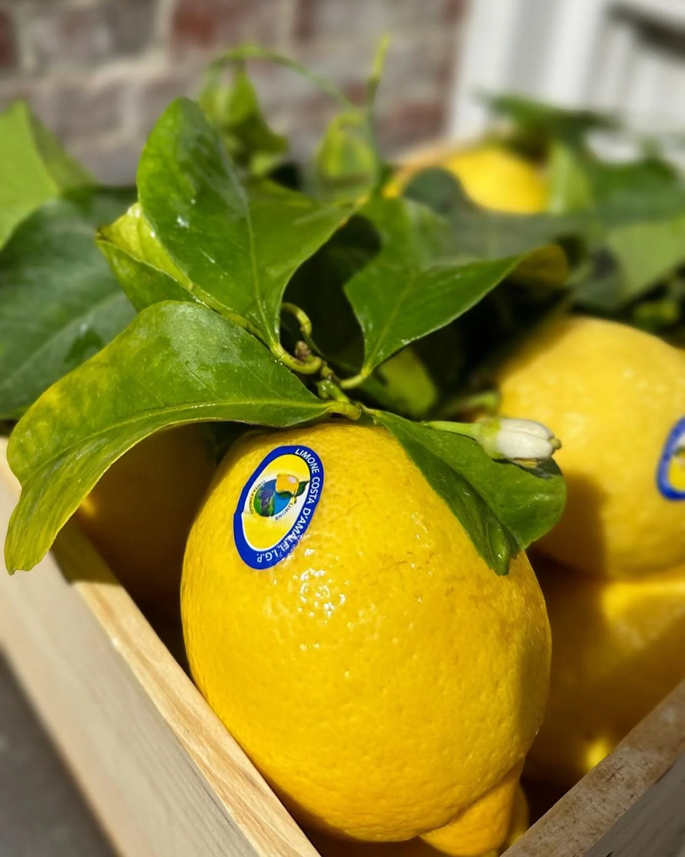 🍋 De beste citroenen ter wereld?
Gegarandeerd.
Deze Limone Costa d&rsquo;Amalfi I.G.P. geven onze JUZU zijn karakter en unieke smaak. Ze worden niks voor niks de Ferrari&rsquo;s onder de citroenen genoemd!
#AmalfiCitroenen #JuzuSpirits