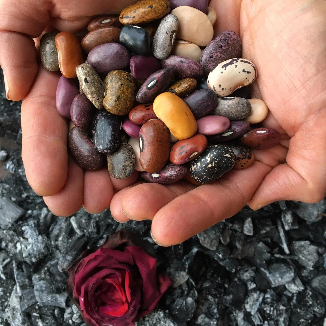 Resistant starch - the latest bean benefit!