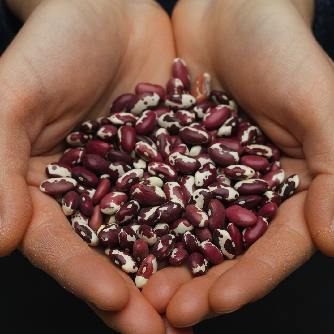Heirloom Bean Co | Shop the UK's largest range of heirloom beans