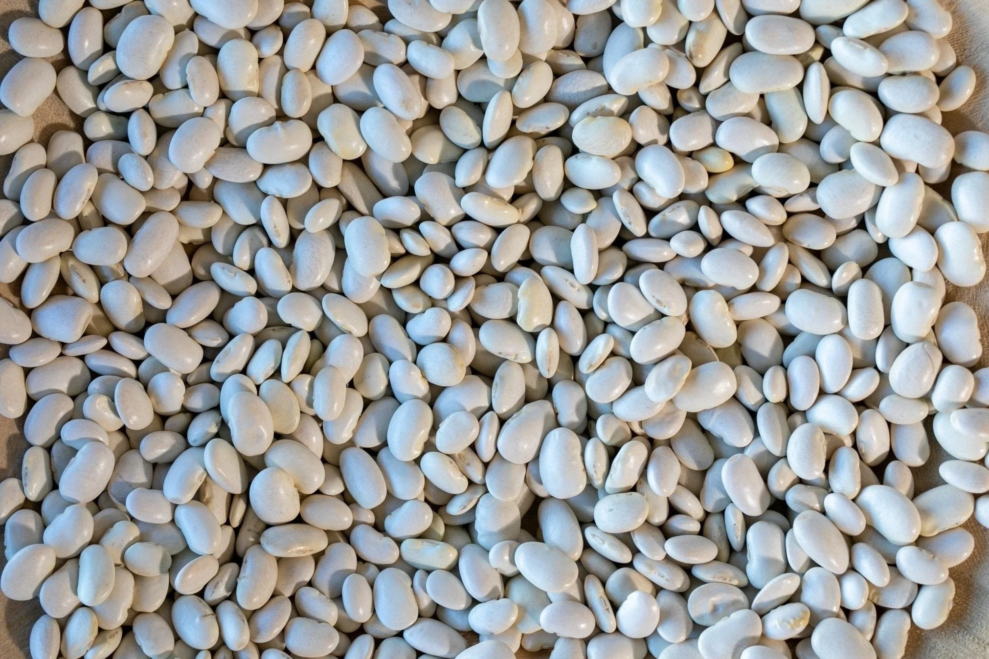 ayocote-blanco-bean-771928.jpg