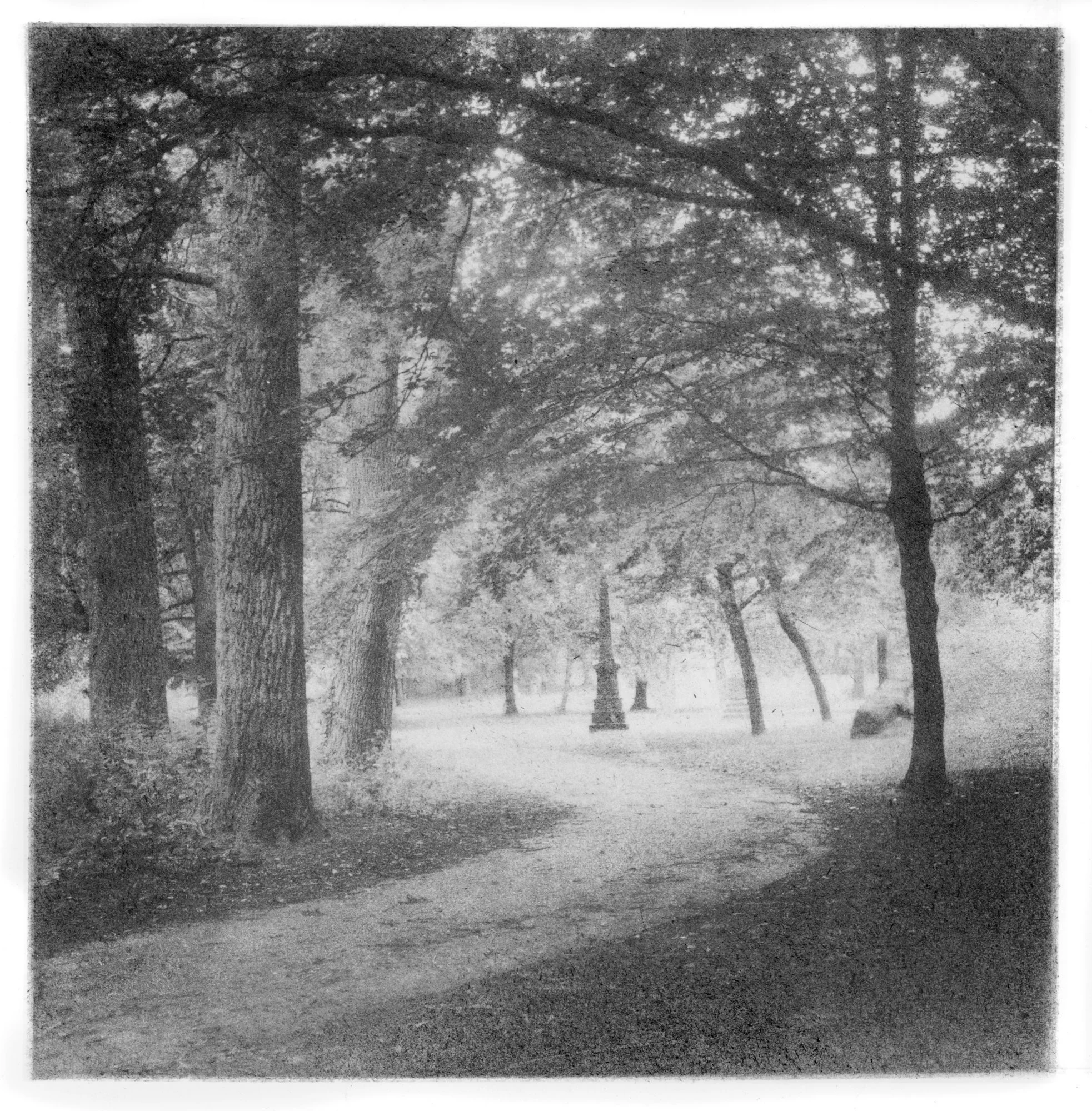 Path-in-trees.jpg