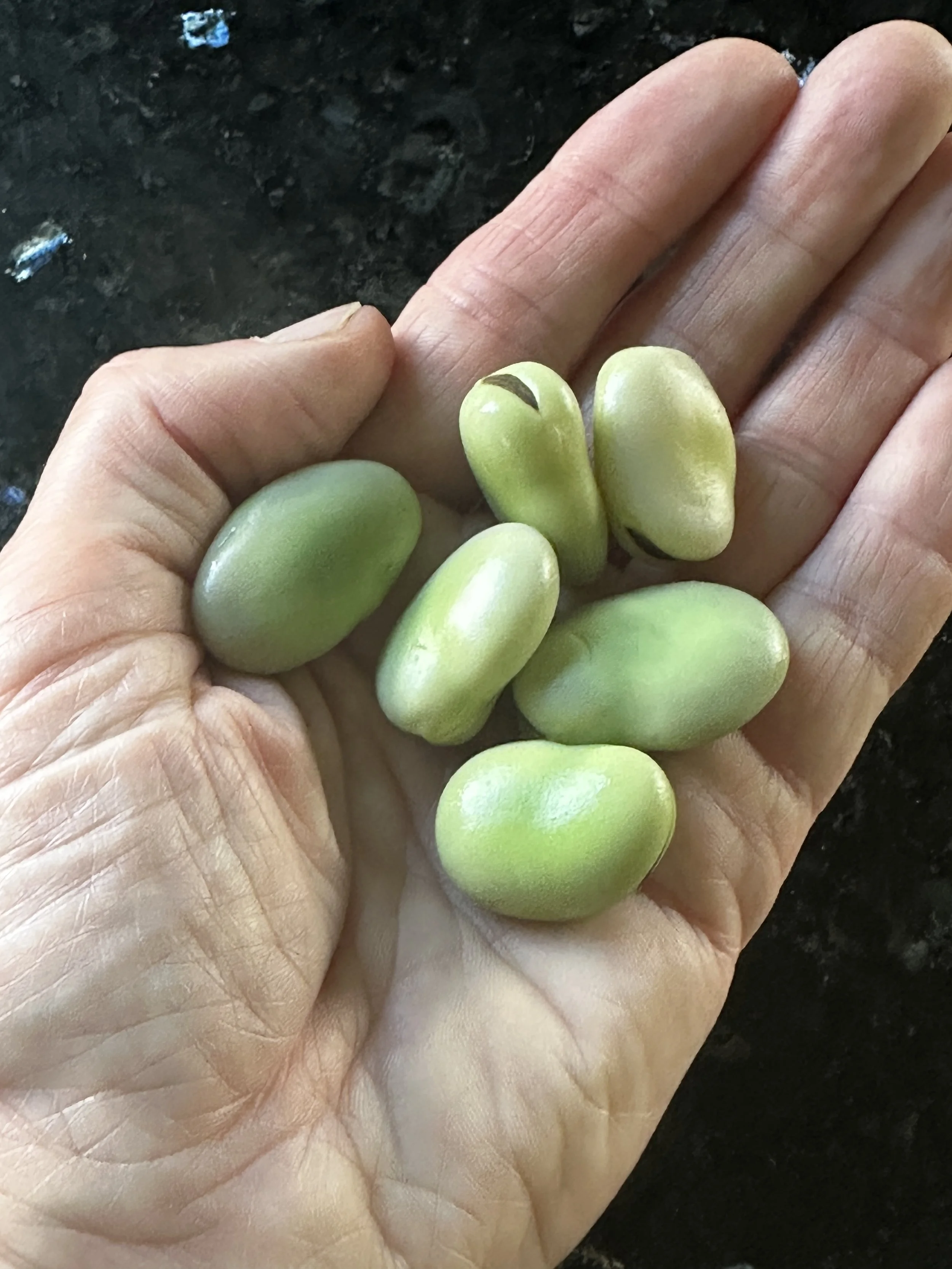 Broad Beans
