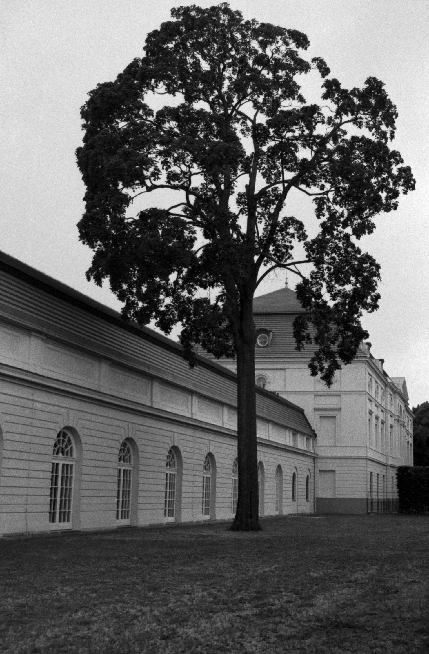 building and tree.jpg
