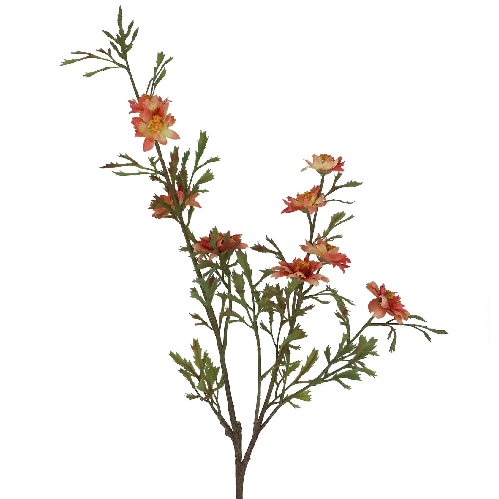 Antique Coral Pink Wild Aster