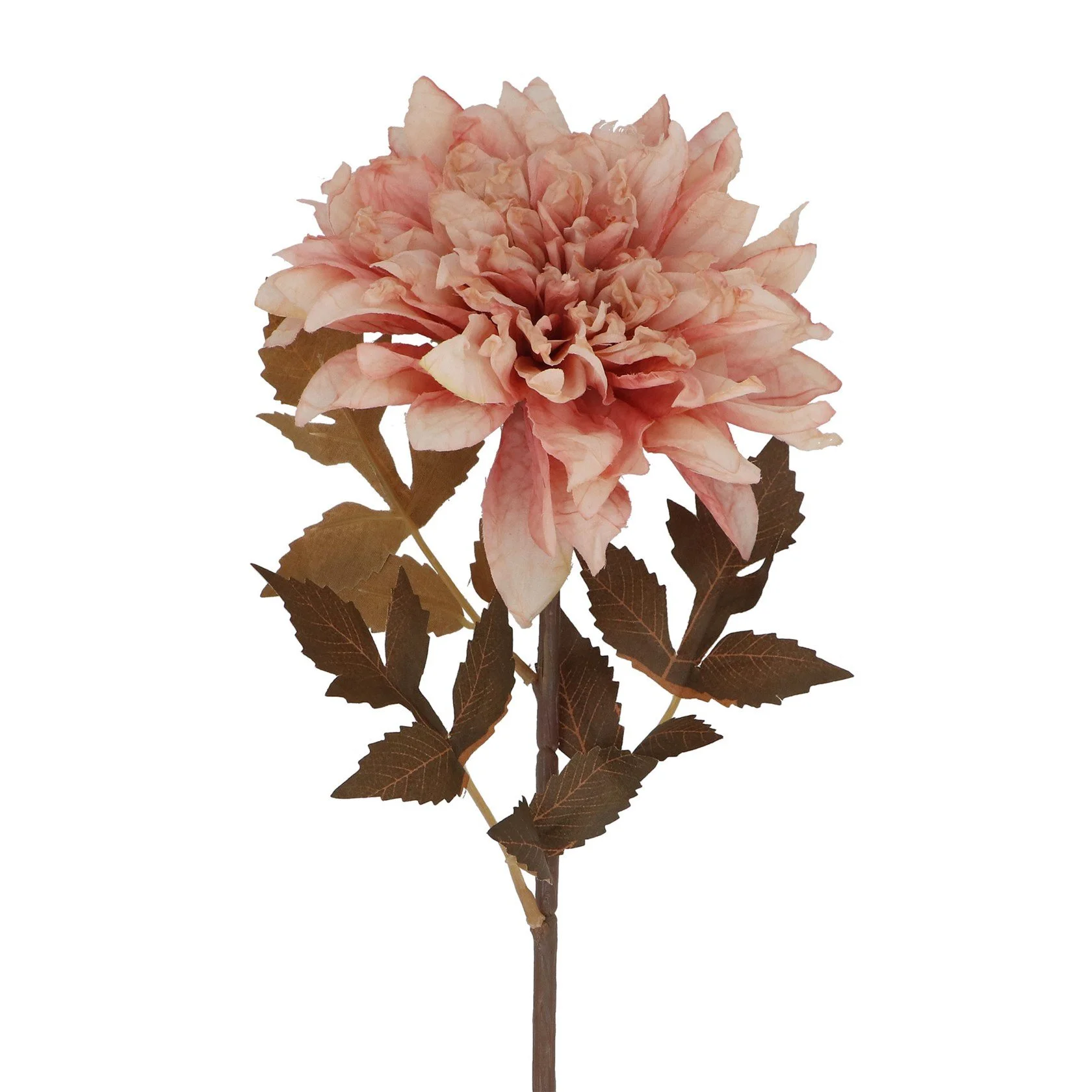 Branch of Antique Pink Dahlia