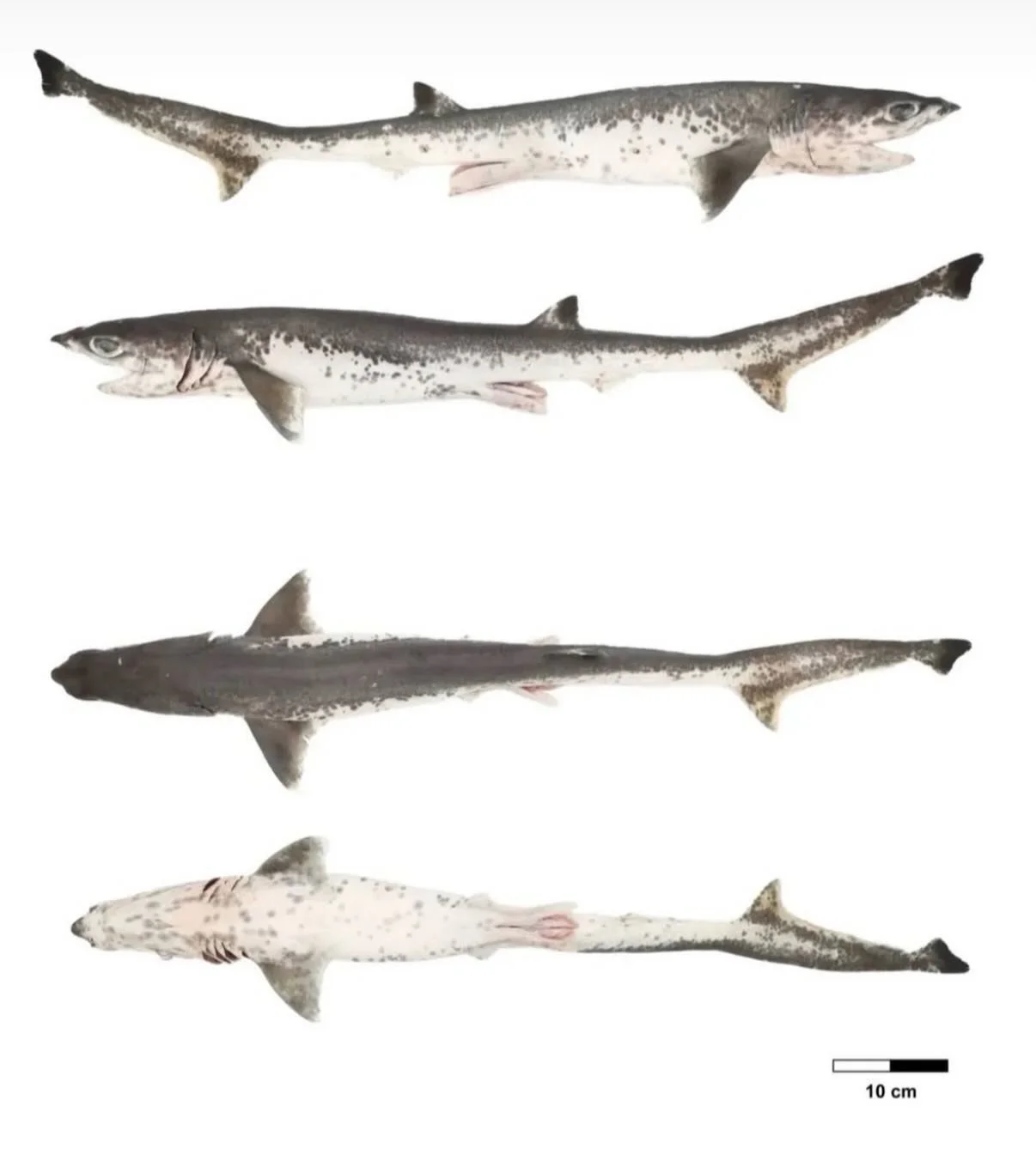 Ciencia desde Puerto Rico 🇵🇷 &iexcl;Hay que compartirla! 

Nueva publicaci&oacute;n en Journal of Fish Biology sobre un caso &uacute;nico de pigmentaci&oacute;n en el tibur&oacute;n deep-sea sharpnose sevengill (Heptanchias perlo).

Este estudio do