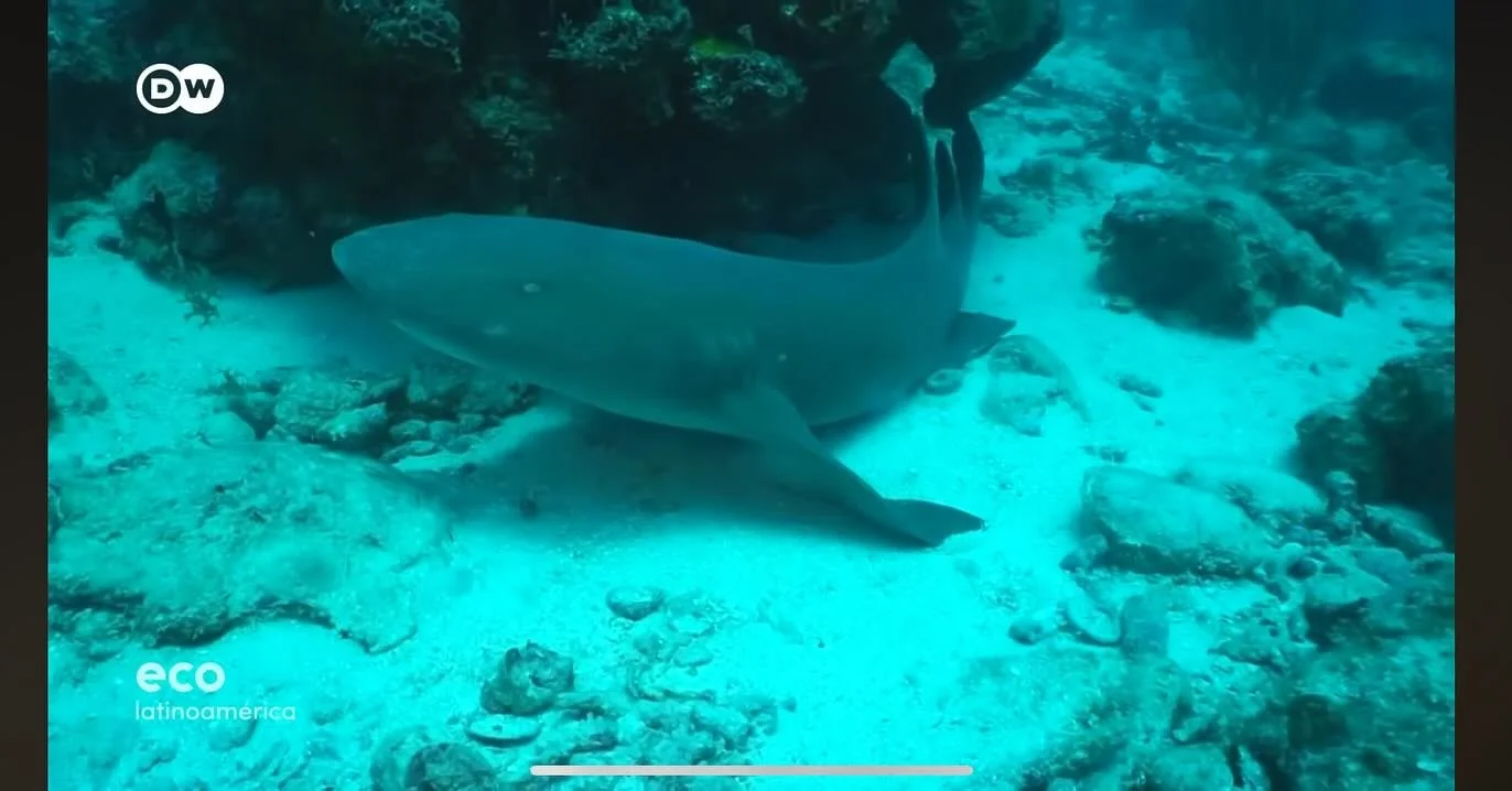 AmandOc&eacute;ano y otras iniciativas en la isla 🇵🇷 como @cirom_pr @isercaribe @underwaterexplorer fueron resaltadas en @dw_espanol 

Entre incre&iacute;bles proyectos de restauraci&oacute;n e inverstigaci&oacute;n marina en Puerto Rico, AmandOc&e