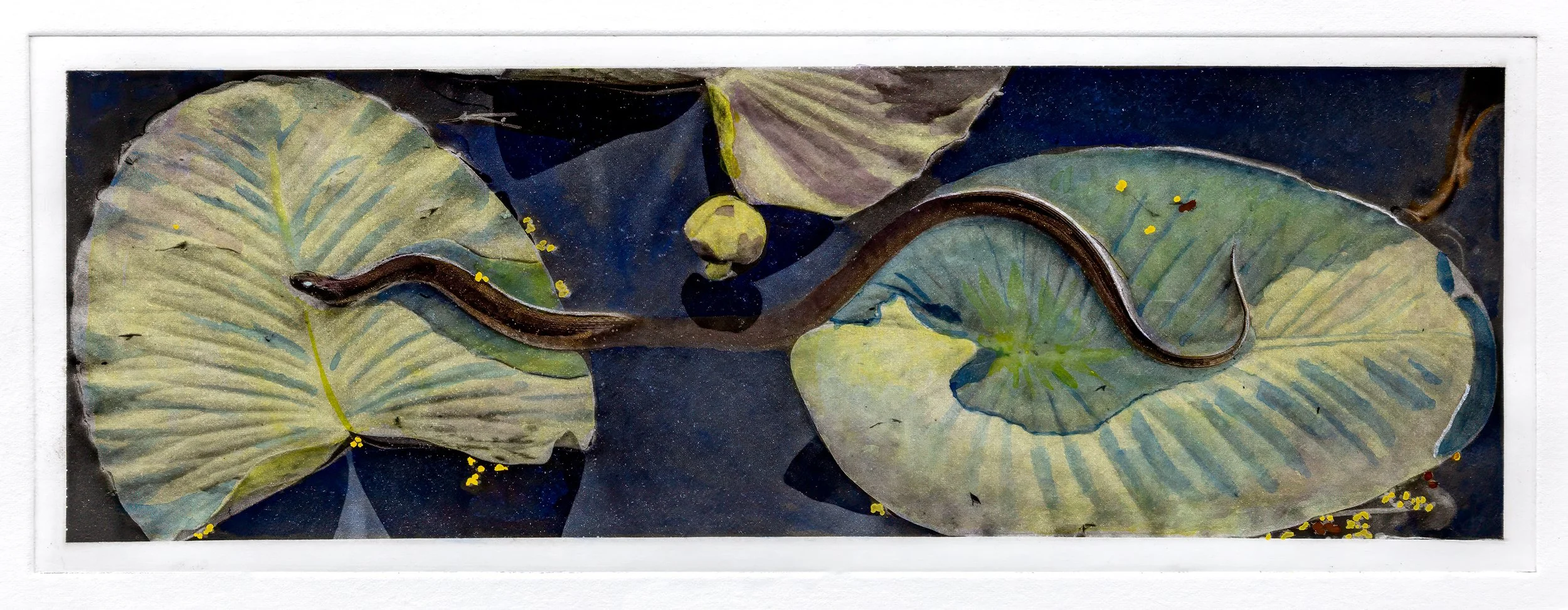 "Nerodia In Repose" Hand-colored copper plate photogravure by artist Susan James. Edition of 50 pieces plus five artist proofs. Click the image for more information.