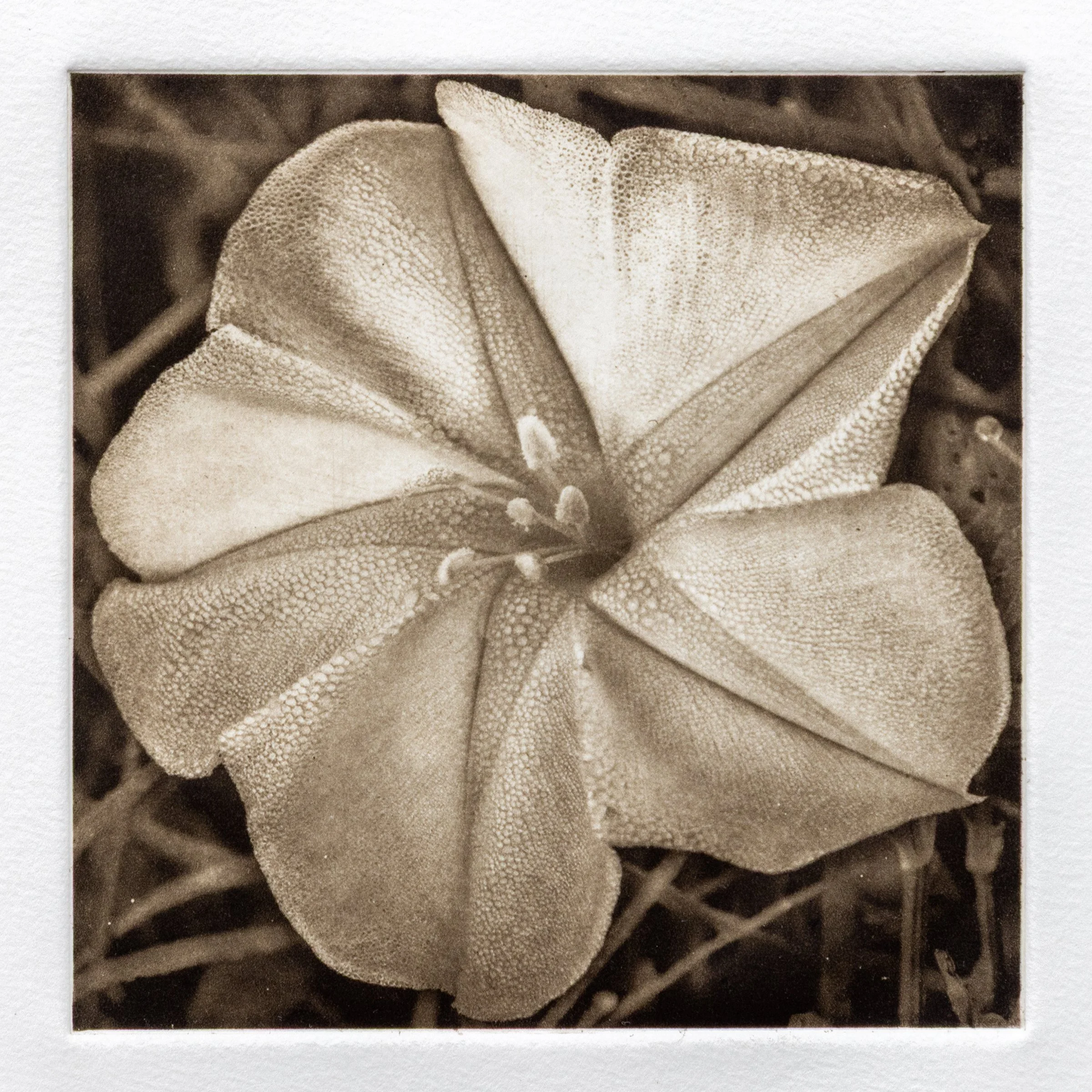 "Moonflower" Copper plate photogravure, by artist Susan James. Edition of 50 pieces plus five artist proofs. Click the image for more information.