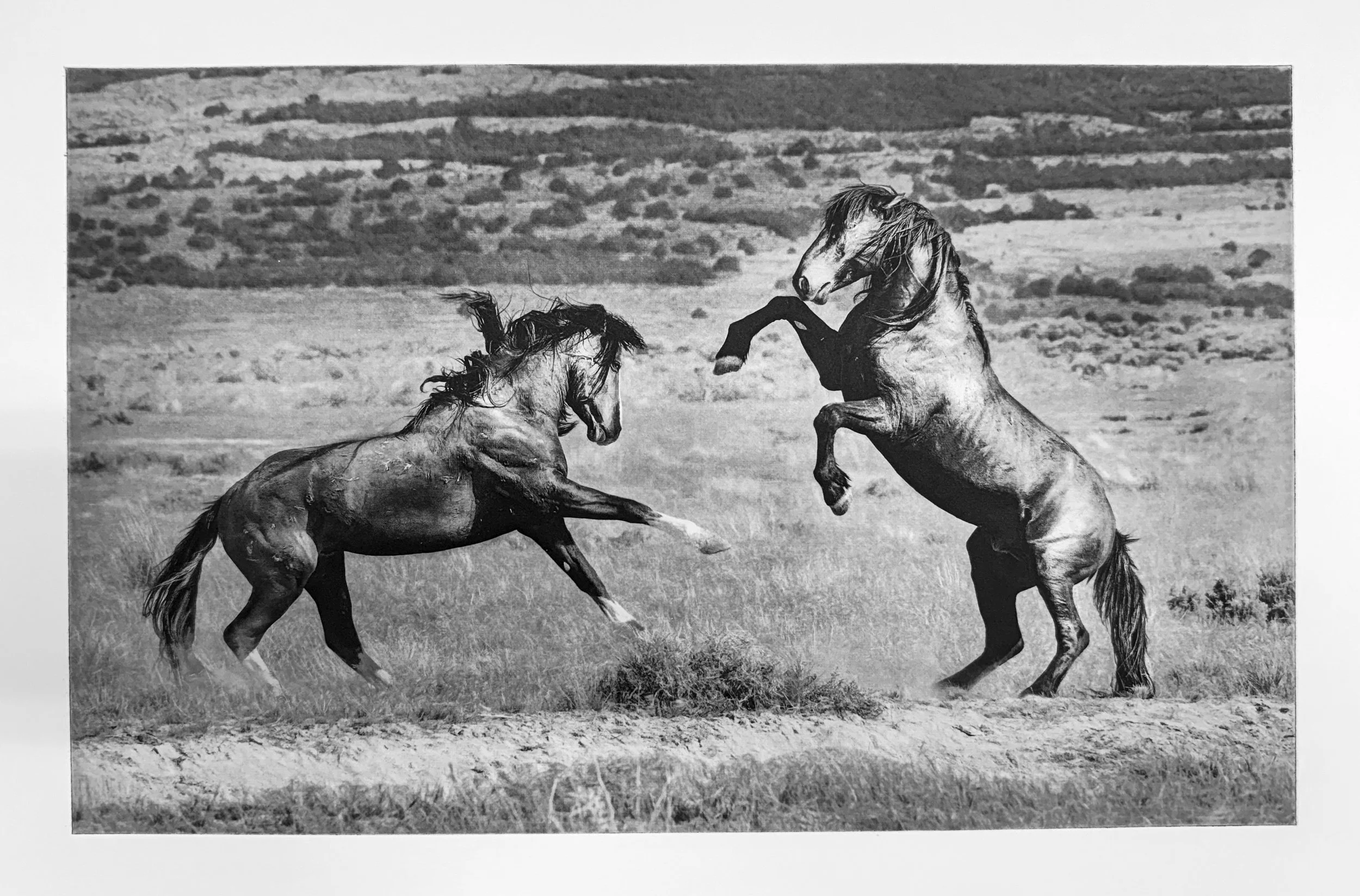 Range Rivals - Polymer Photogravure created by Susan James.  Edition of 30 pieces plus three artist proofs.  Click the image for more information