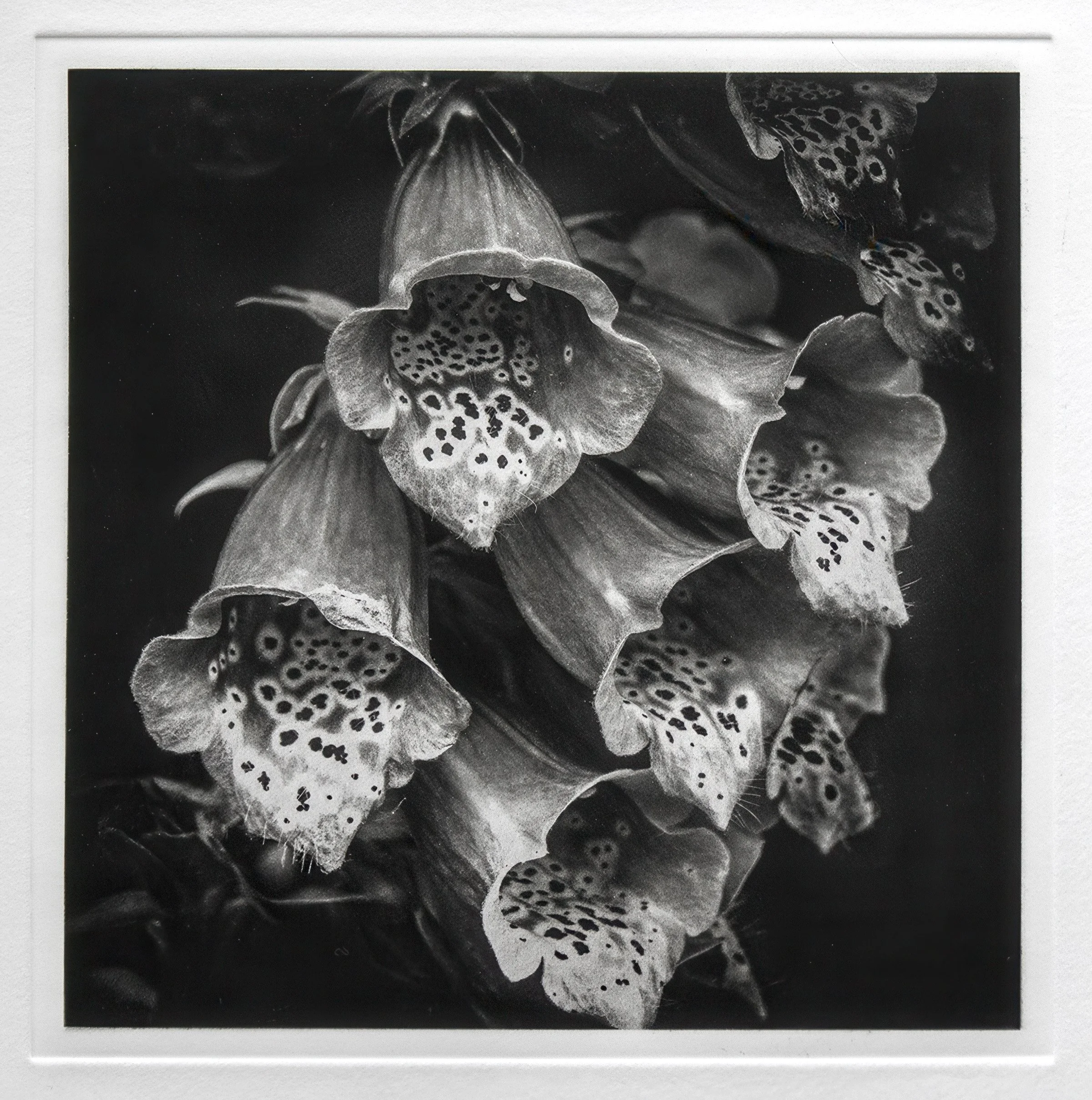 "Botanica II" Copper plate photogravure, by artist Susan James. Edition of 50 pieces plus five artist proofs. Click the image for more information.