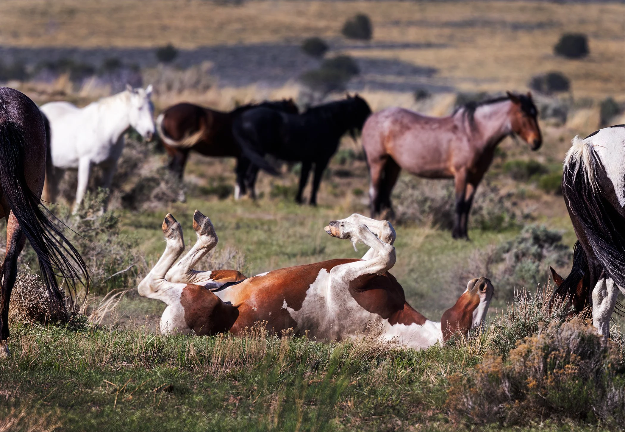 "Slow Roll" A paint mustang of the Onaqui herd enjoys a dust bath on a warm spring morning. Photographed by Susan James, near Dugway, UT. May 2025.