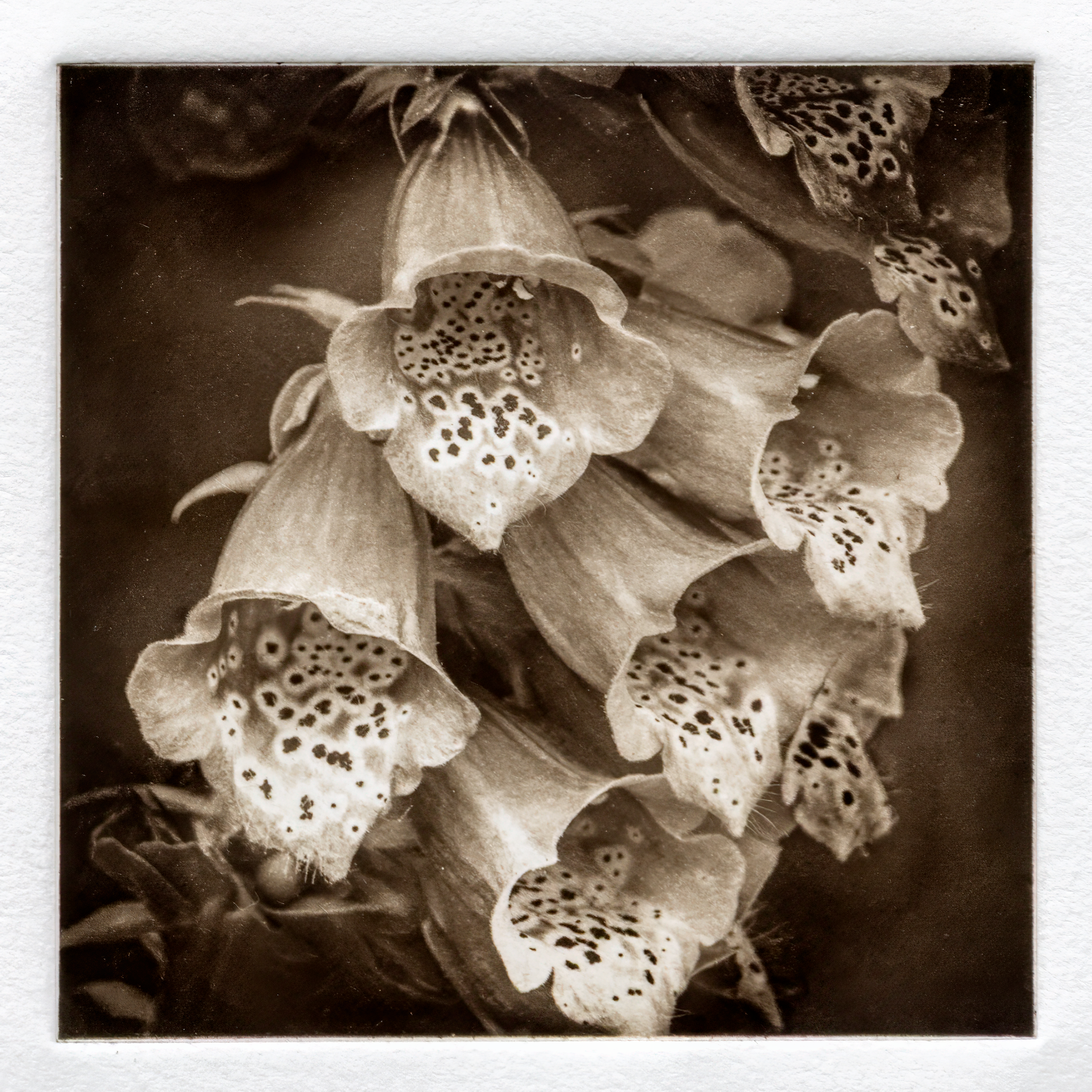 Foxglove