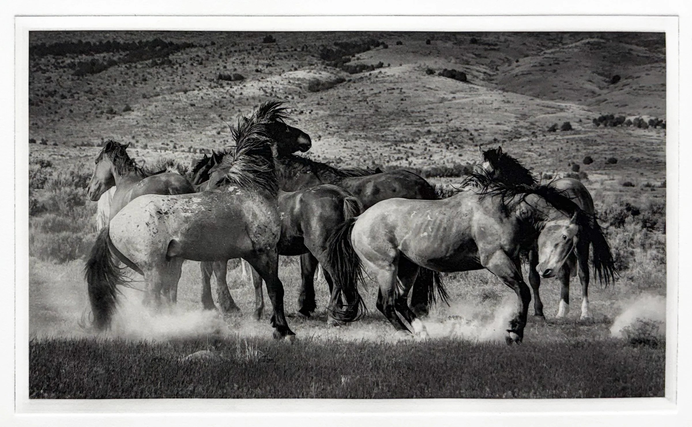 "Dust Up" - Polymer Photogravure created by Susan James. Edition of 30 pieces plus three artist proofs. Click the image for more information.