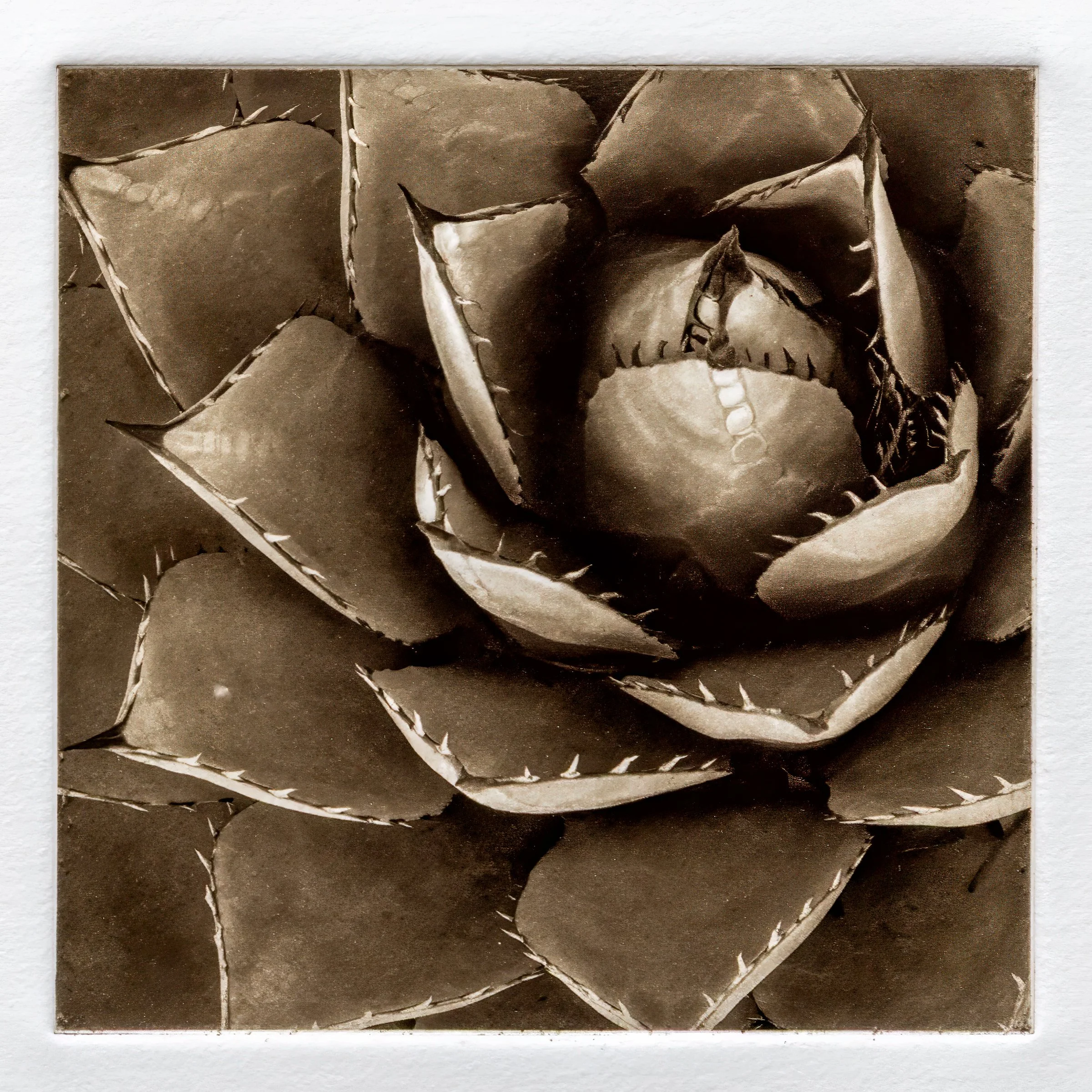 "Agave" Copper plate photogravure, by artist Susan James. Edition of 50 pieces plus five artist proofs. Click the image for more information.