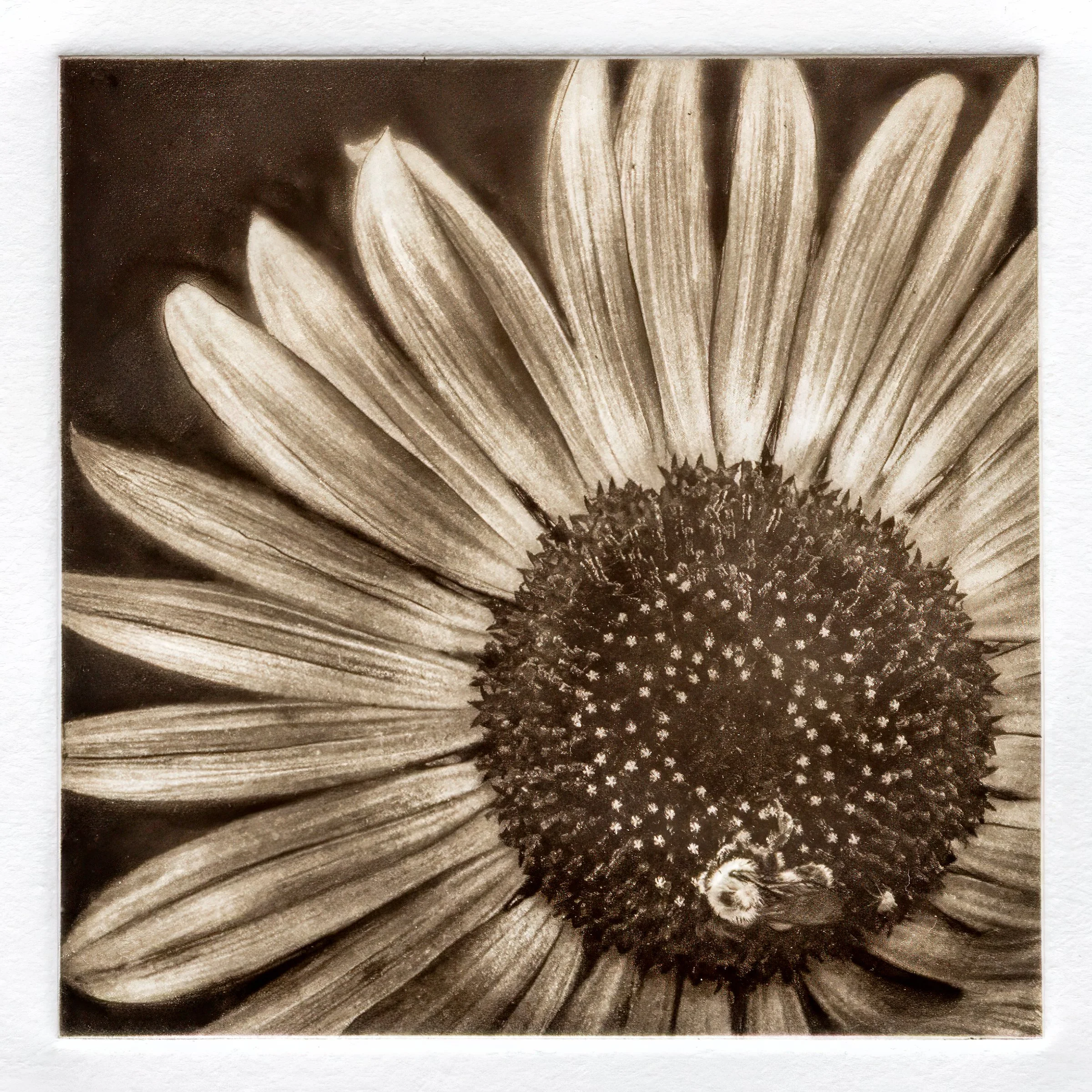 Sunflower.jpg