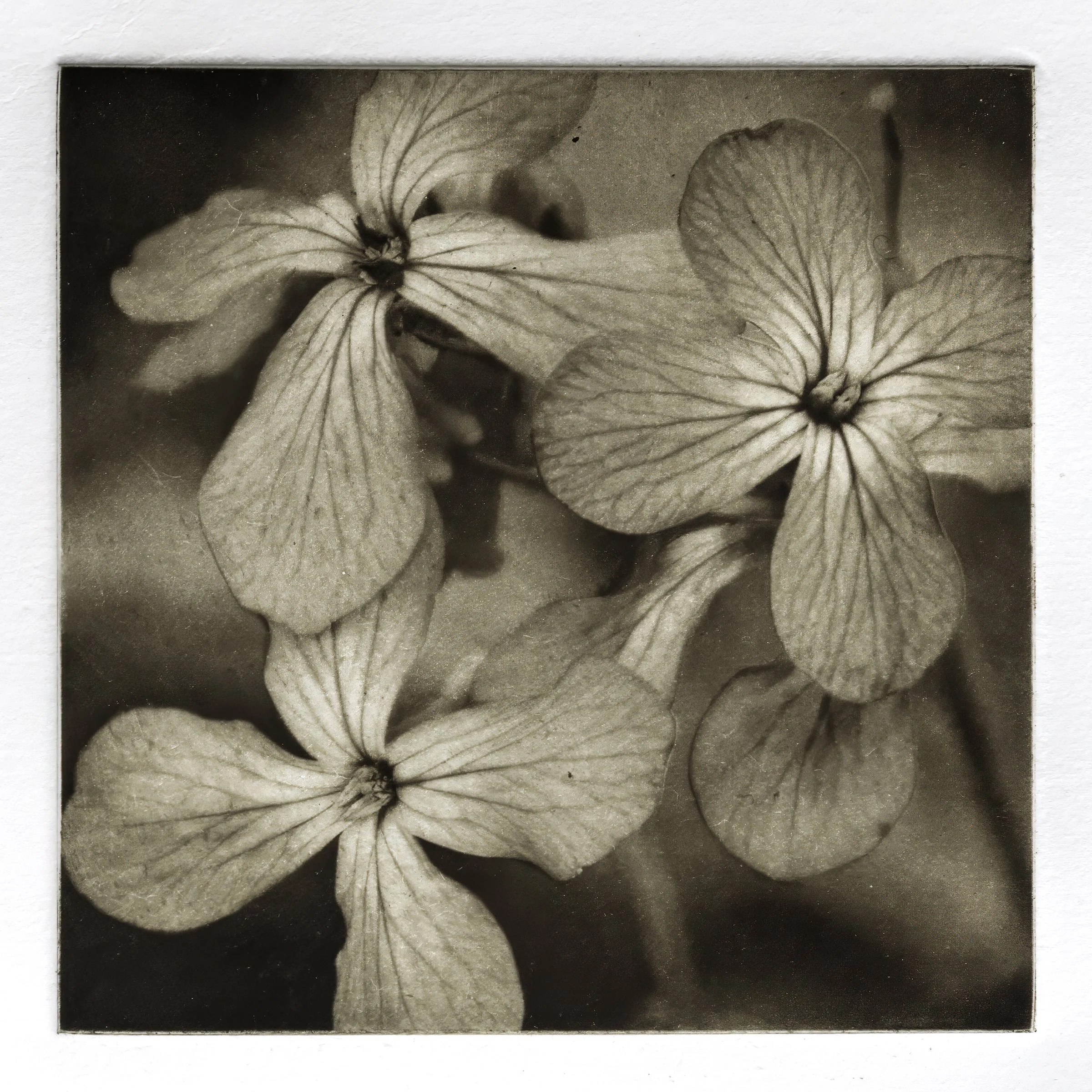 "Lunaria", Copper plate photogravure, by artist Susan James. Edition of 50 pieces plus five artist proofs. Click the image for more information.