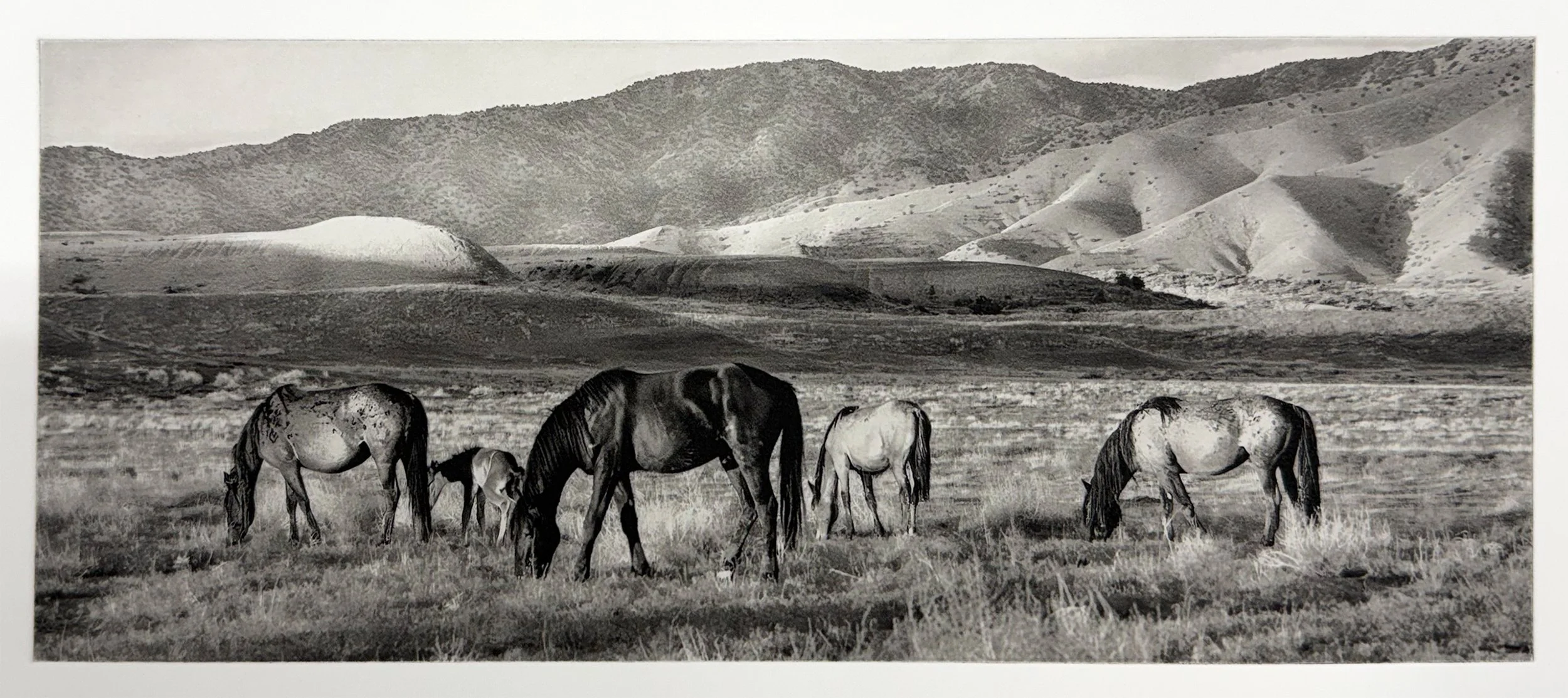 Grazers - Polymer Photogravure created by Susan James.  Edition of 30 pieces plus three artist proofs.  Click the image for more information.
