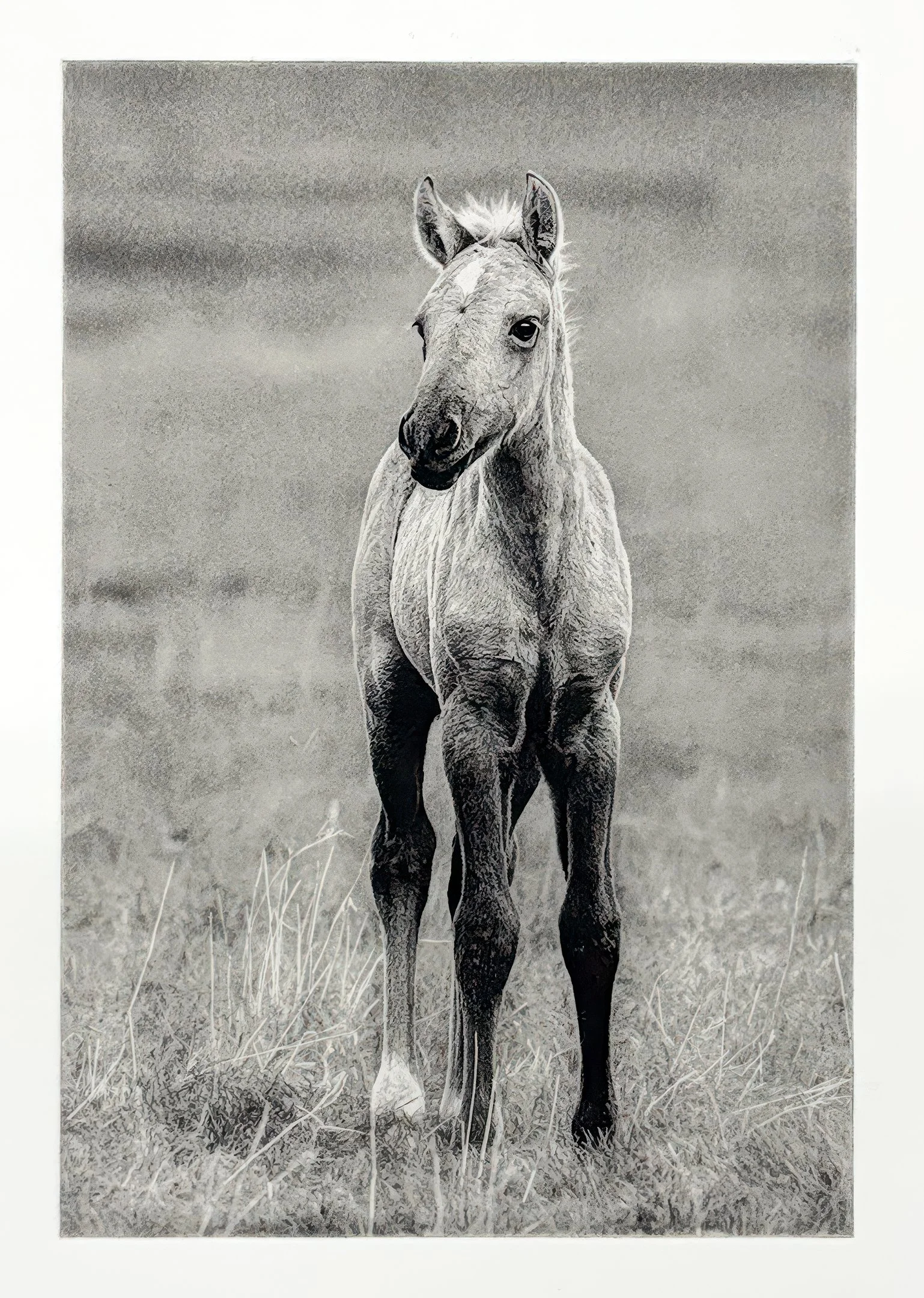Little Pal - Polymer Photogravure created by Susan James.  Edition of 30 pieces plus three artist proofs.  Click the image for more information.
