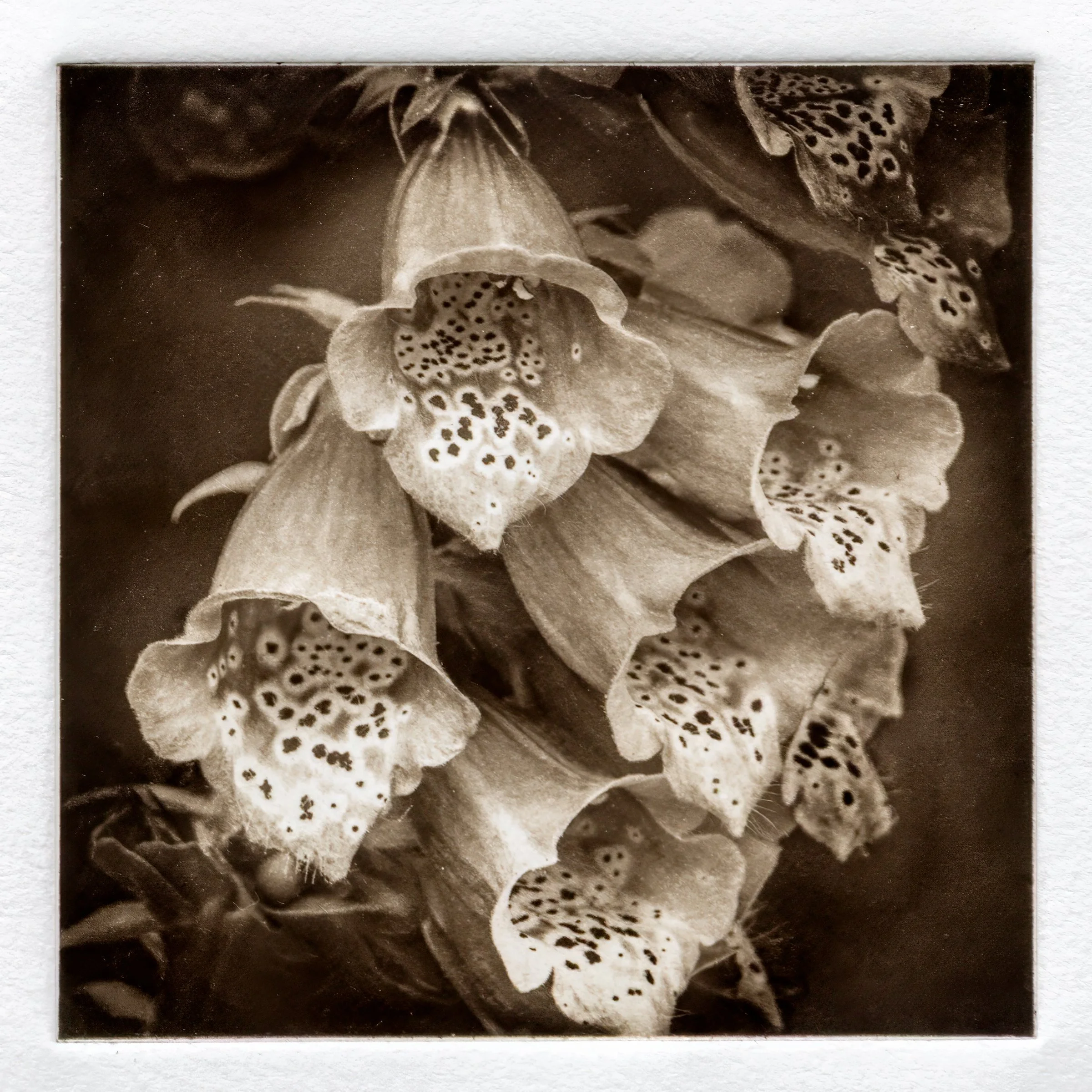 "Foxglove" Copper plate photogravure, by artist Susan James. Edition of 50 pieces plus five artist proofs. Click the image for more information.