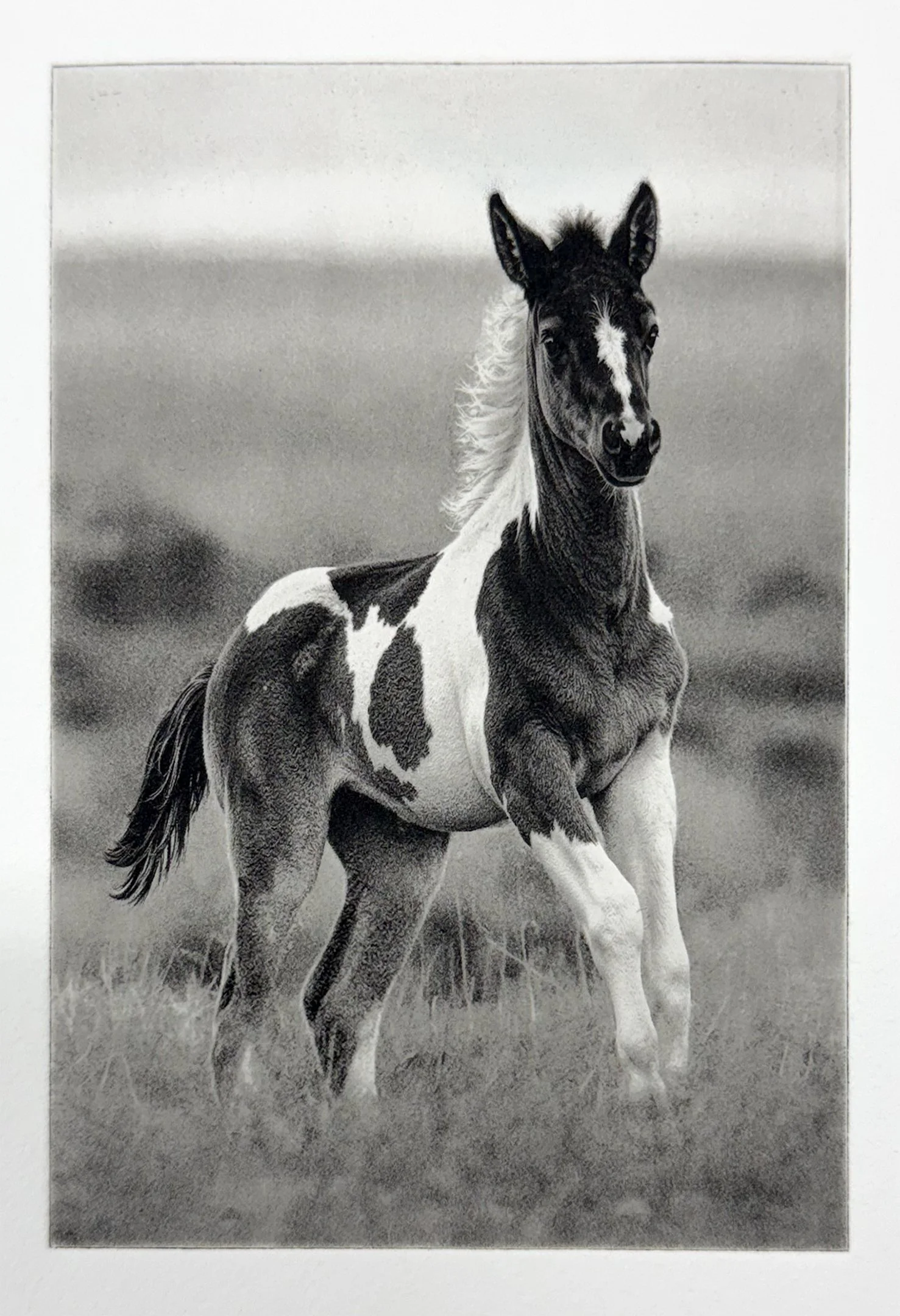 Fresh Paint - Polymer Photogravure created by Susan James.  Edition of 30 pieces plus three artist proofs.  Click the image for more information.
