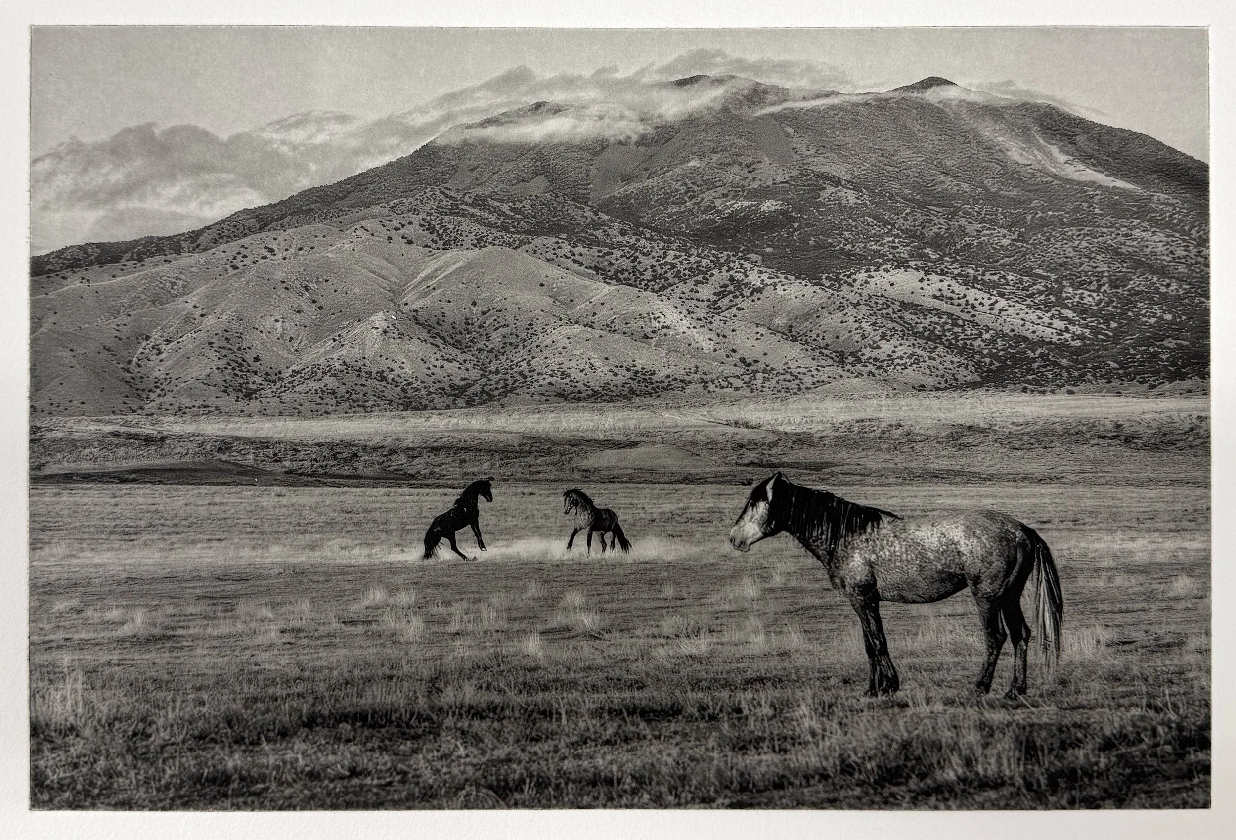 Standoff - Polymer Photogravure created by Susan James.  Edition of 30 pieces plus three artist proofs.  Click the image for more information.

