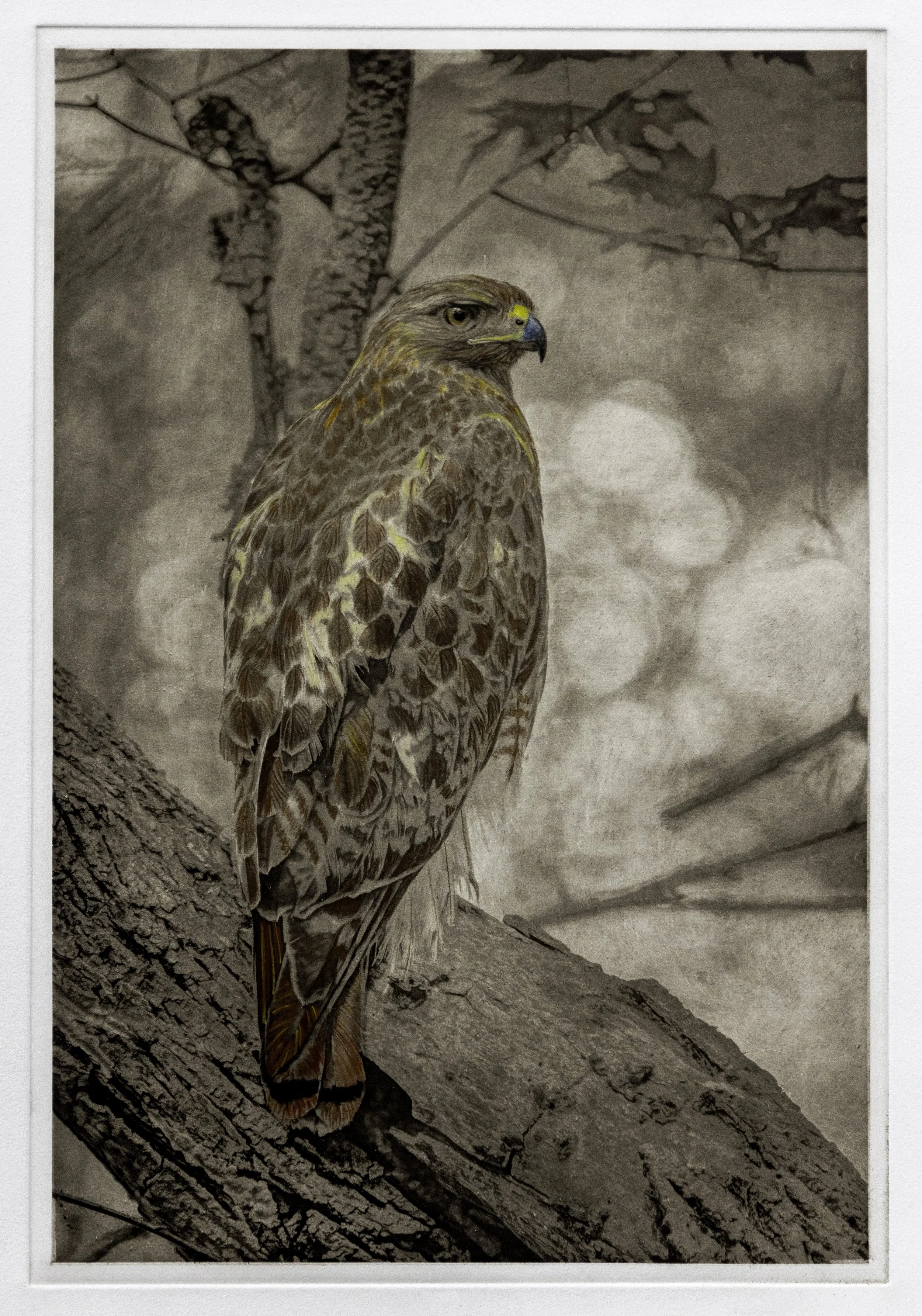 "Redtail" Hand-colored copper plate photogravure, by artist Susan James. Edition of 20 pieces plus two artist proofs. Click the image for more information.