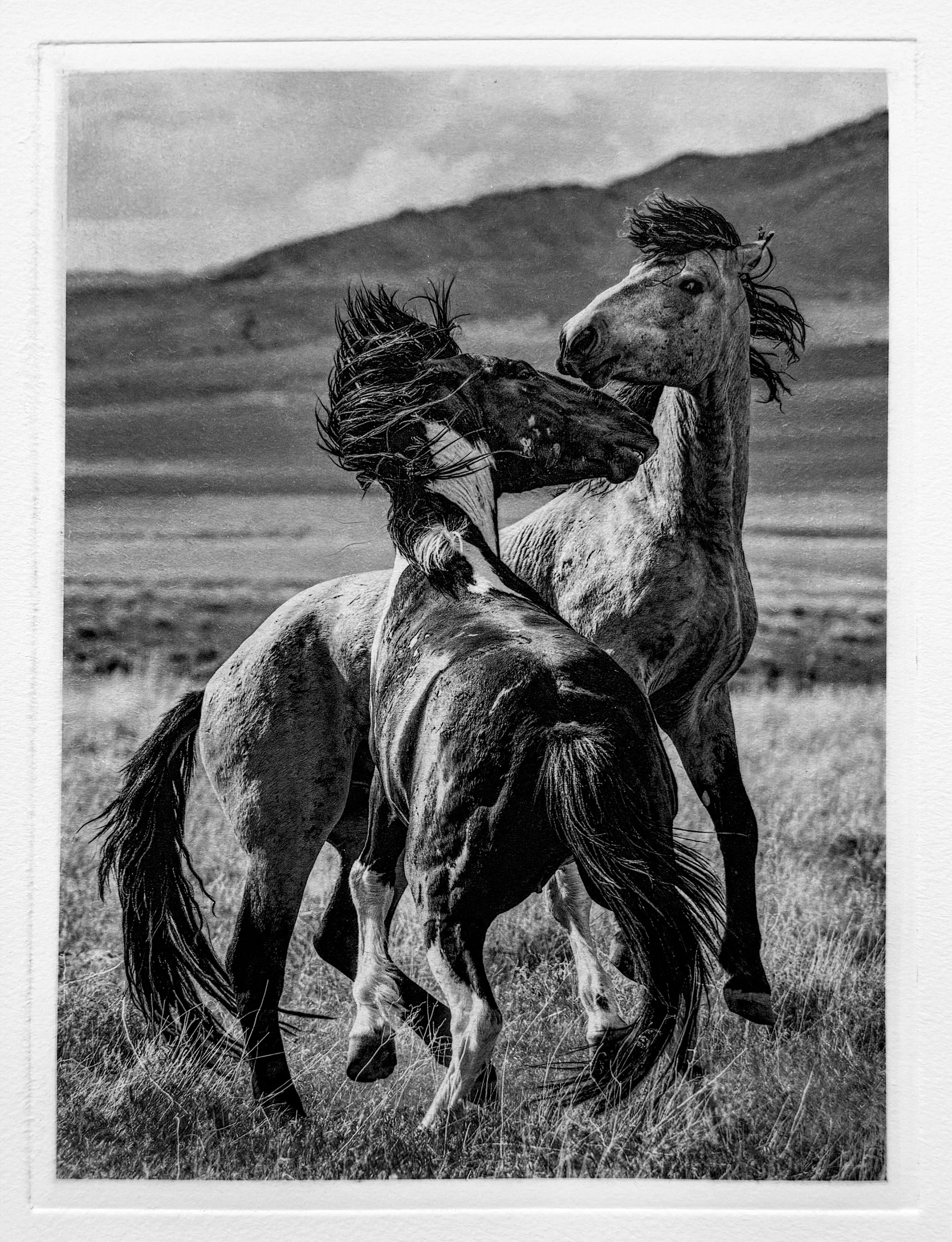 "Primal Reckoning" - Polymer photogravure. Source photography by Ken Wilkens, plate creation and edition printing by Susan James. Edition of 30 pieces plus three artist proofs. Click the image for more information.