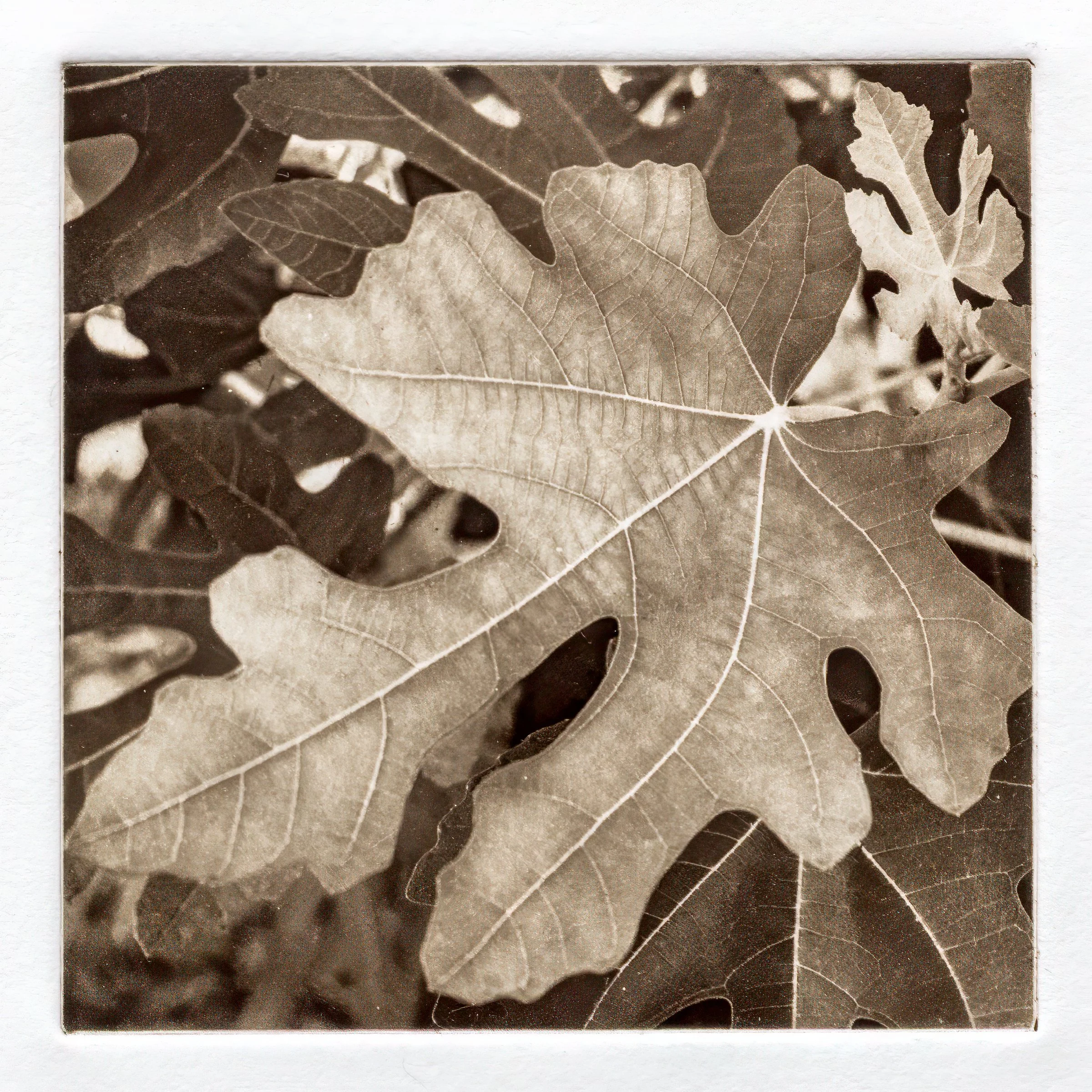 "fig" Copper plate photogravure, by artist Susan James. Edition of 50 pieces plus five artist proofs. Click the image for more information.