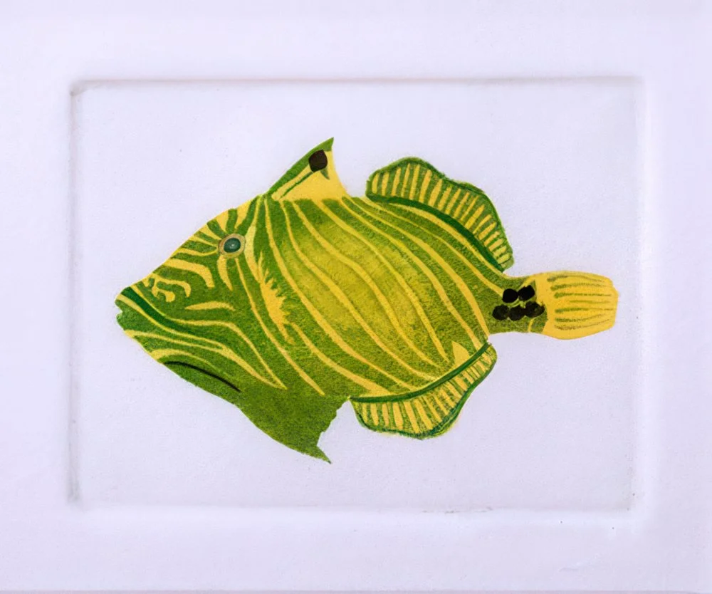 "Undulated Triggerfish" Hand-drawn, hand colored line etching by artist Susan James. Edition of 100 pieces plus 10 artist proofs. Click the image for more information.