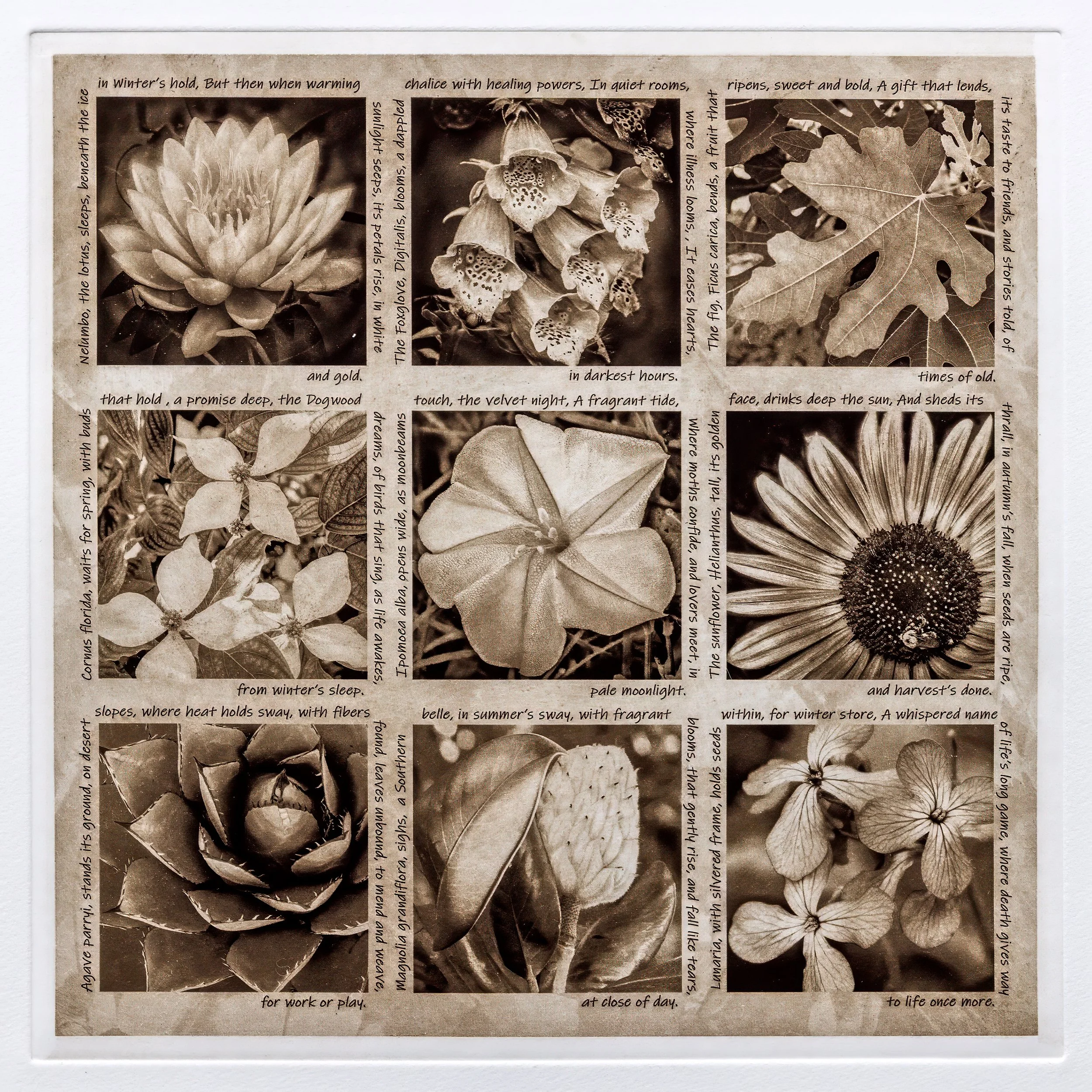 "Botanical Biographies, Volume I" Copper plate photogravure, by artist Susan James. Edition of 50 pieces plus five artist proofs. Click the image for more information