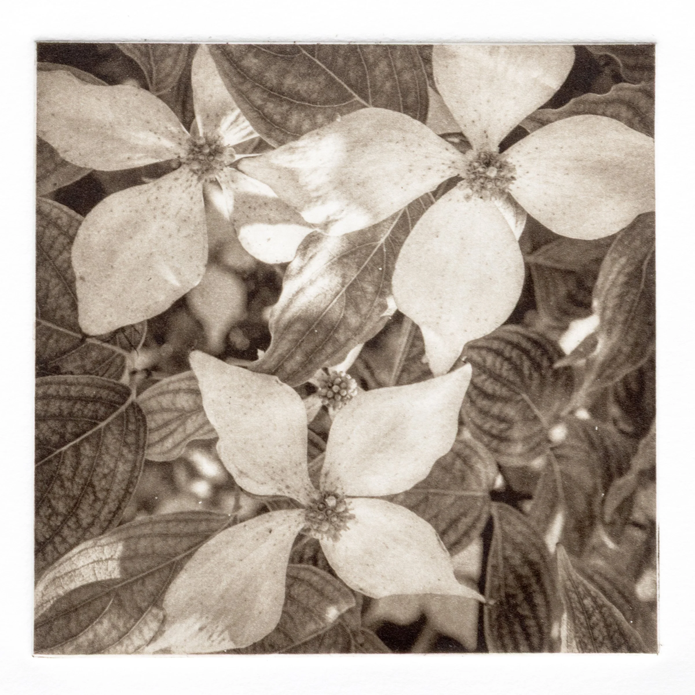 "Dogwood" Copper plate photogravure, by artist Susan James. Edition of 50 pieces plus five artist proofs. Click the image for more information.