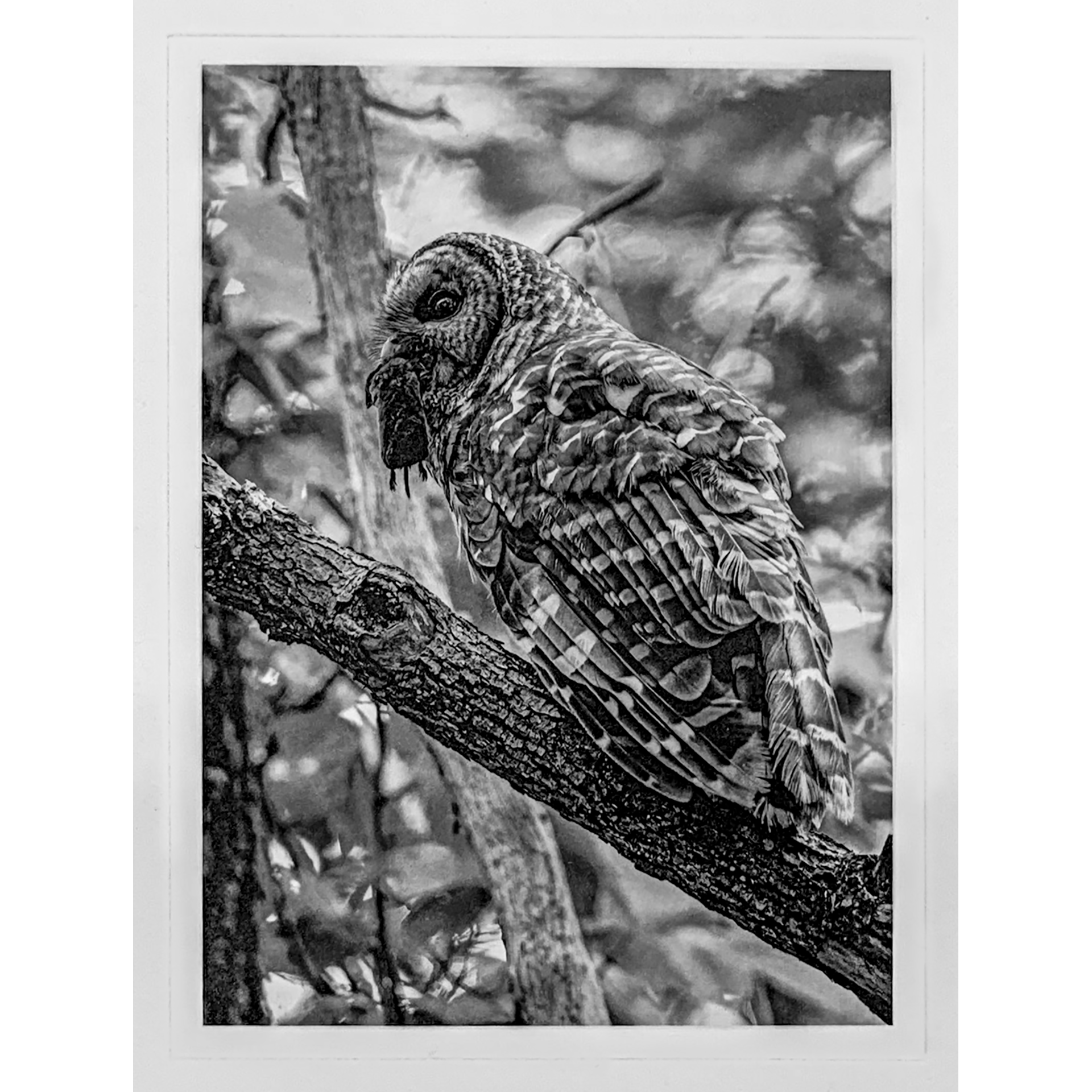 "Shadow Hunter" - Polymer Photogravure by Ken Wilkens. Edition of 30 pieces plus three artist proofs. Click image for more information.