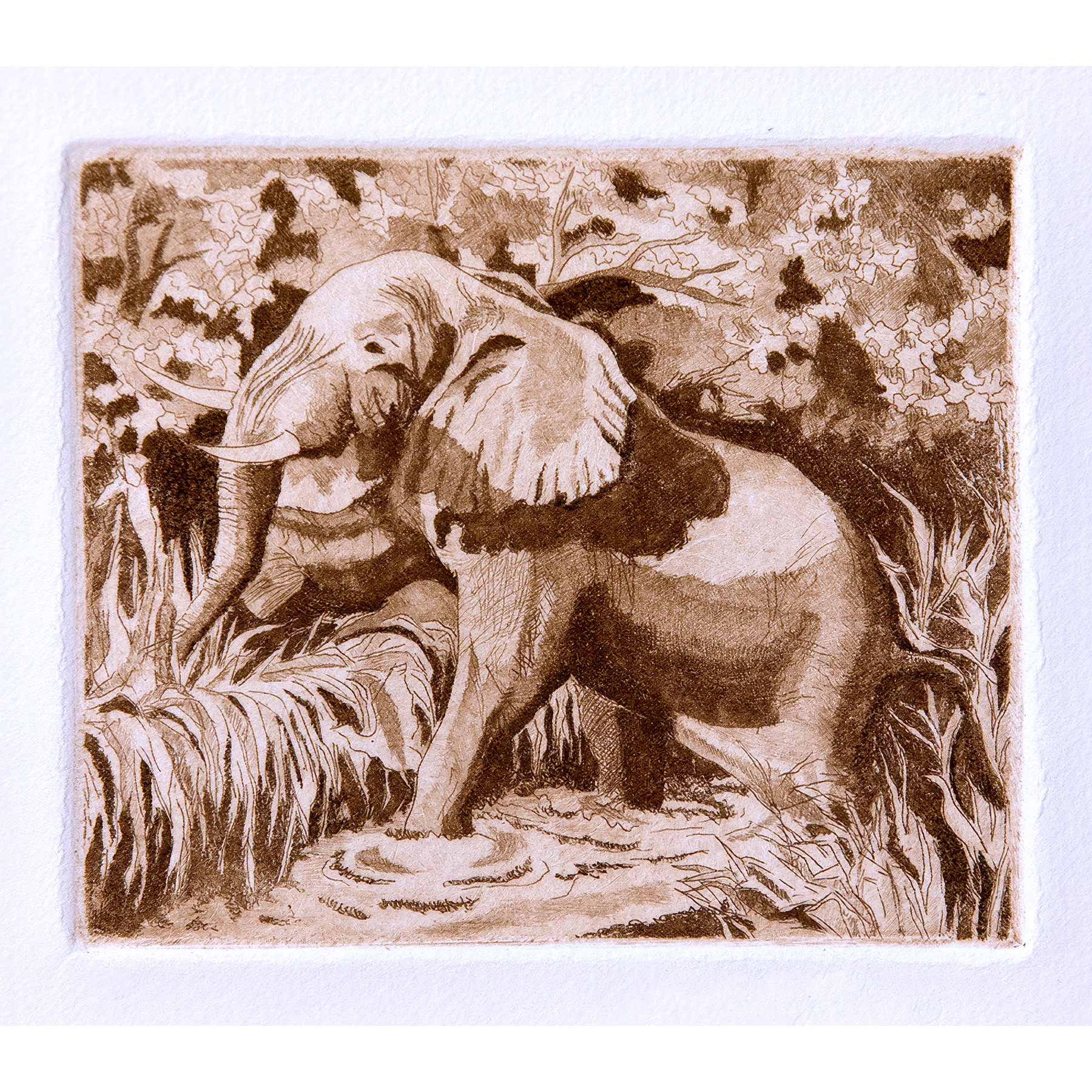 Elephant