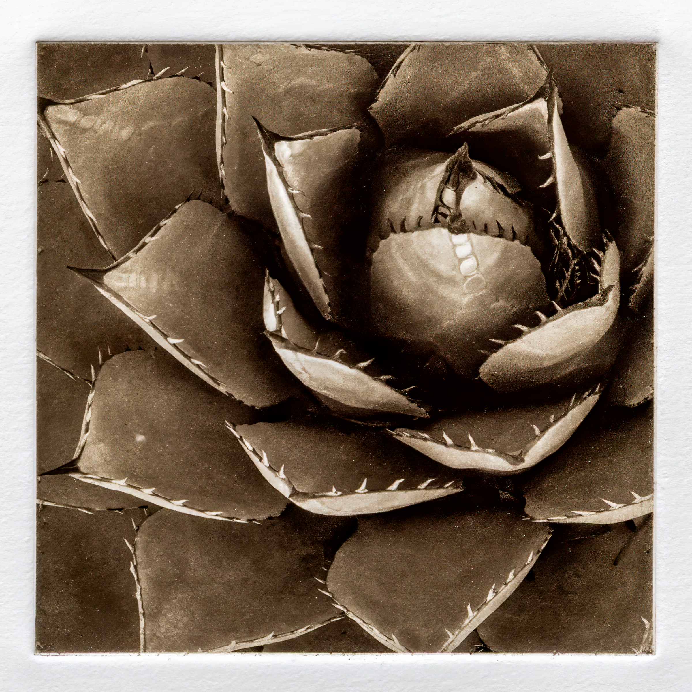 Agave
