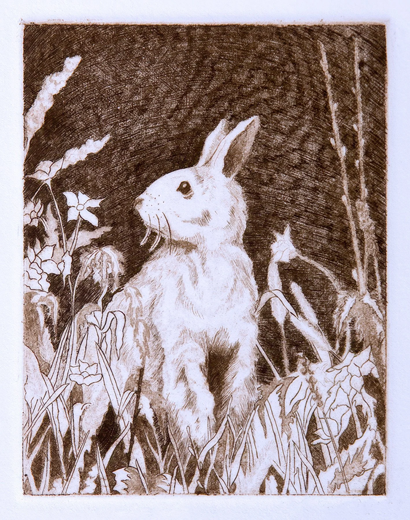 "Lapin" Hand-drawn line etching by artist Susan James. Edition of 100 pieces plus 10 artist proofs. Click the image for more information.