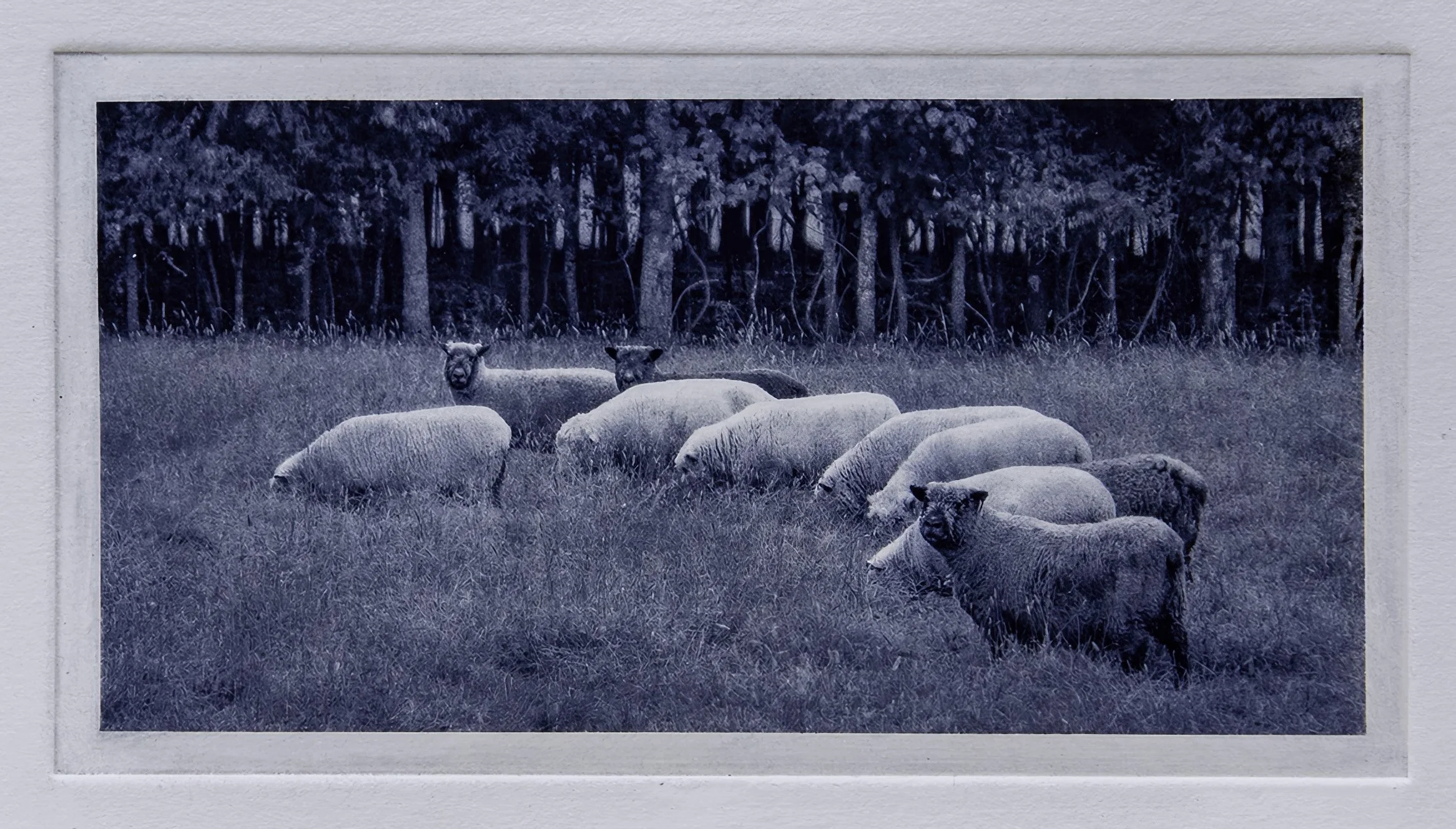 "Sentinels" Copper plate photogravure, by artist Susan James. Edition of 50 pieces plus five artist proofs. Click the image for more information.