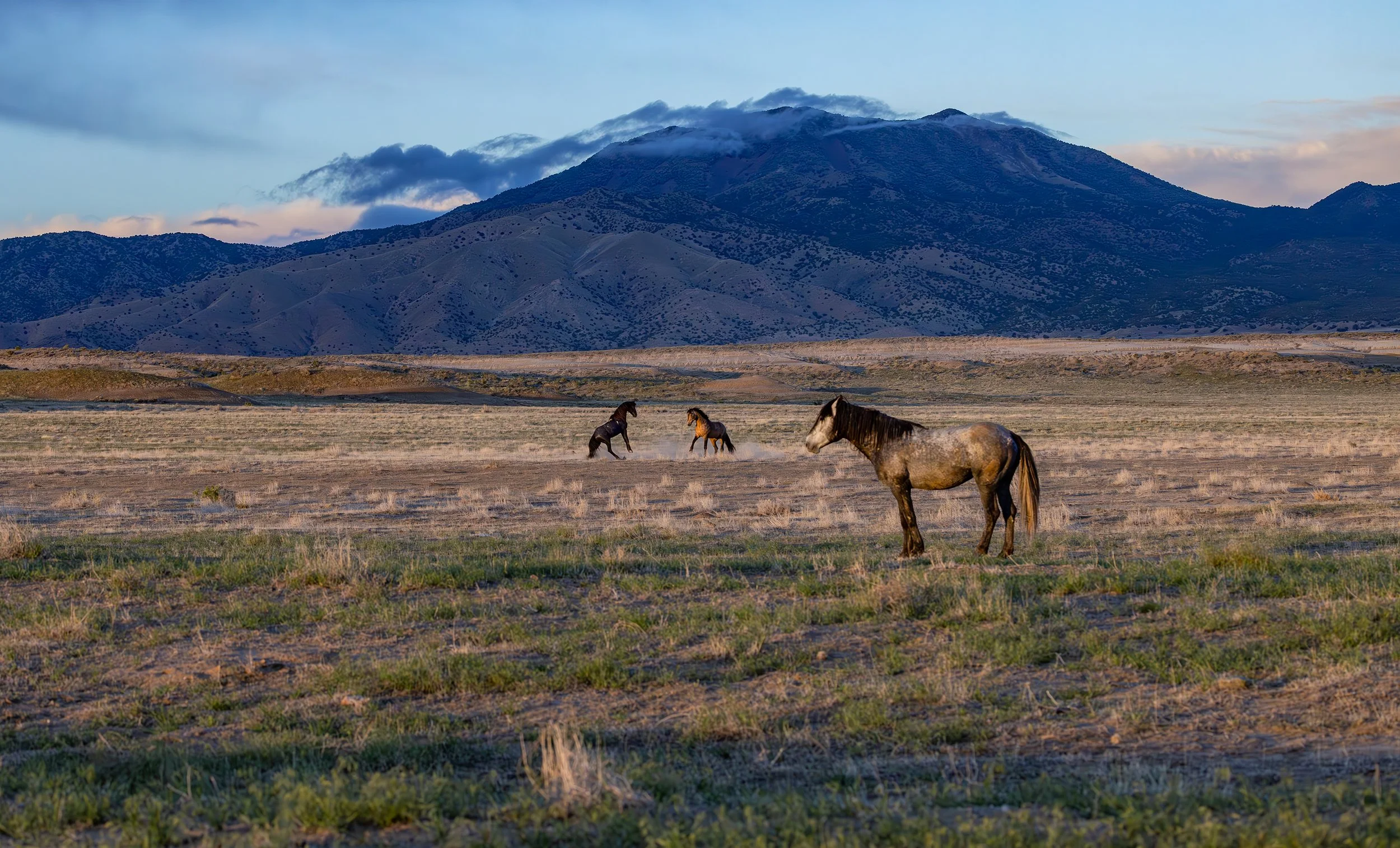 "Stand Off" A lone mustang stands in the foreground, while a pair of Onaqui stallions challenge each other in the distance. Photograph by Susan James, near Dugway, UT. May 2025.