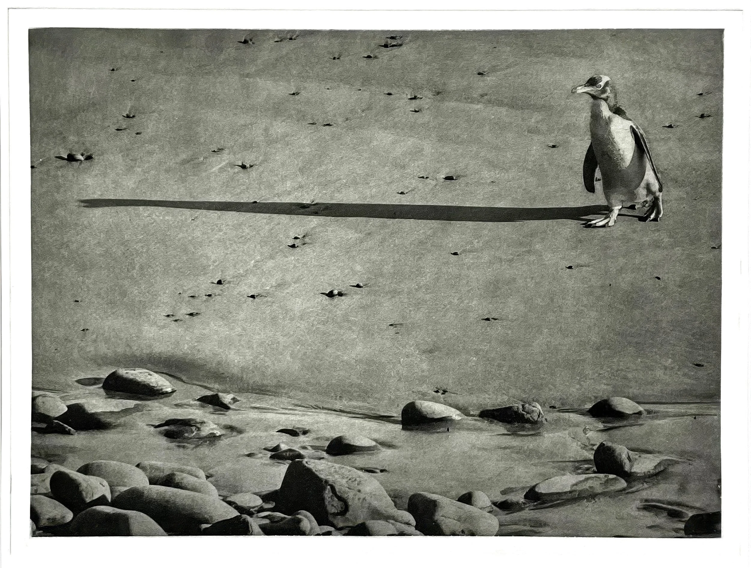 "Attitude" Copper plate photogravure created by Susan James, source photo by Ken Wilkens. Edition of 50 images plus five artist proofs. Click the image for more information.