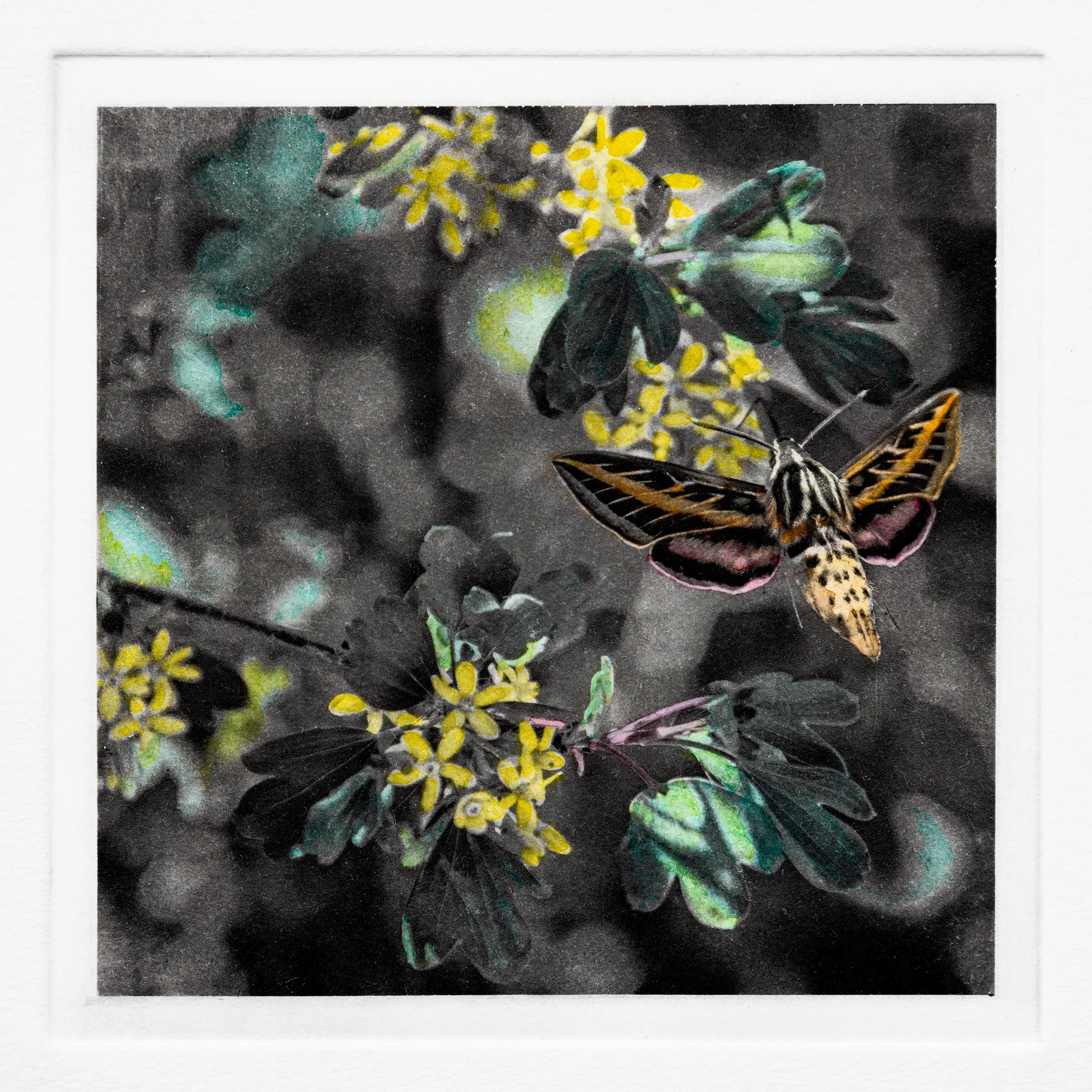 "Currant Kiss", Hand-colored copper plate photogravure, by artist Susan James. Edition of 50 pieces plus five artist proofs. Click the image for more information.