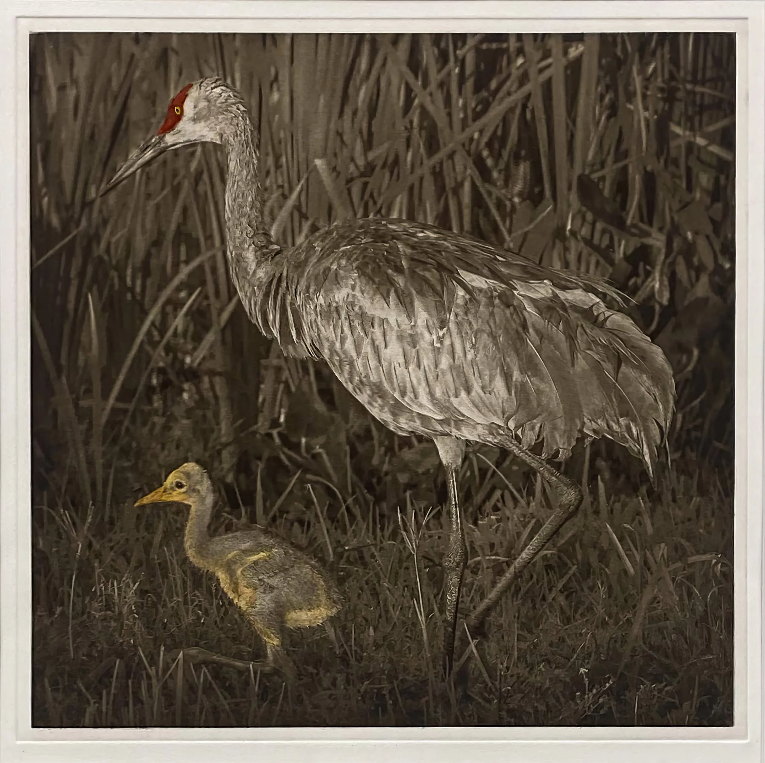"Struttin' My Stuff" Hand-colored copper plate photogravure by artist Susan James. Edition of 30 pieces plus three artist proofs. Click the image for more information.
