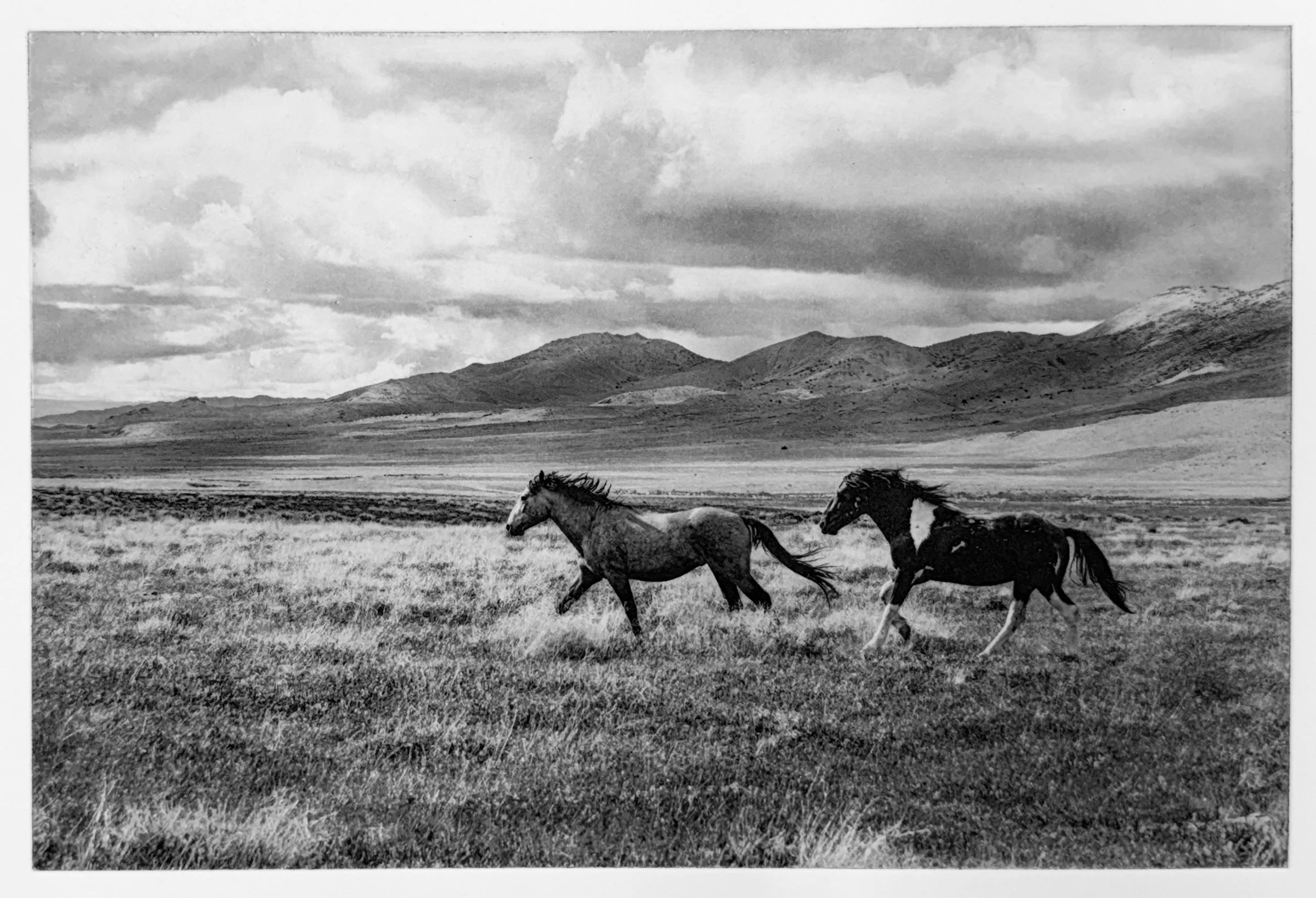 "Free Spirits" - Polymer Photogravure created by Susan James. Edition of 30 pieces plus three artist proofs. Click the image for more information.