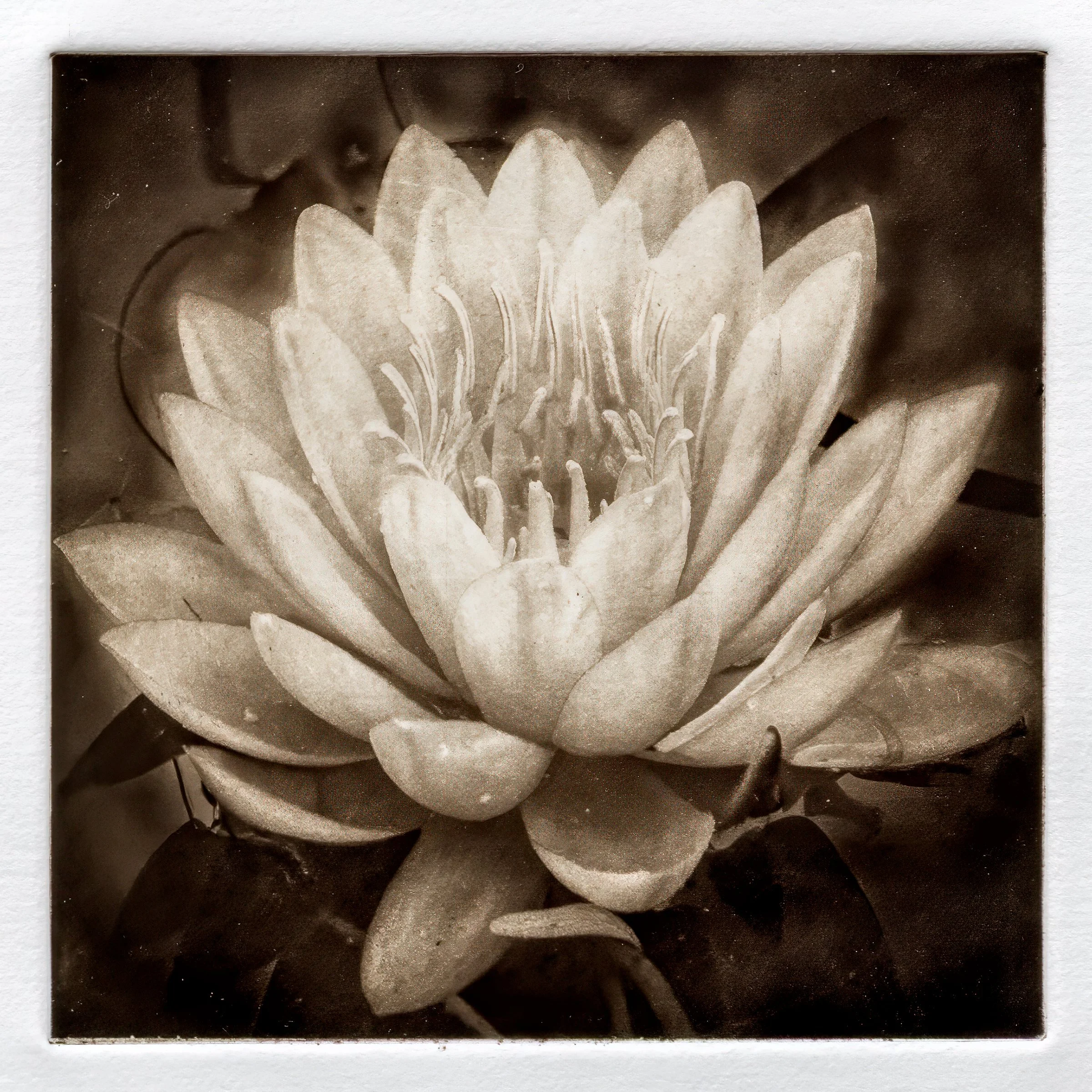 "Lotus" Copper plate photogravure, by artist Susan James. Edition of 50 pieces plus five artist proofs. Click the image for more information.