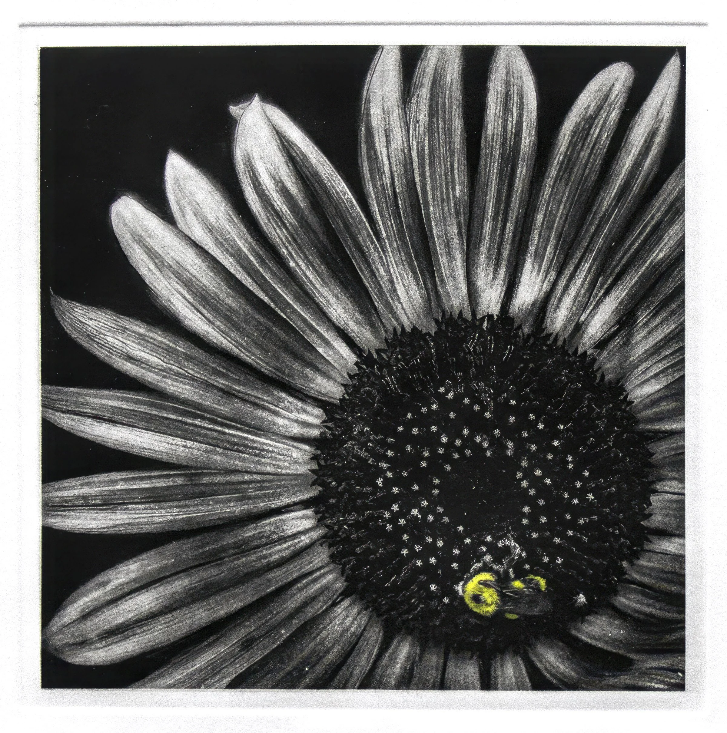 "Botanica I", Copper plate photogravure, by artist Susan James. Edition of 50 pieces plus five artist proofs. Click the image for more information.